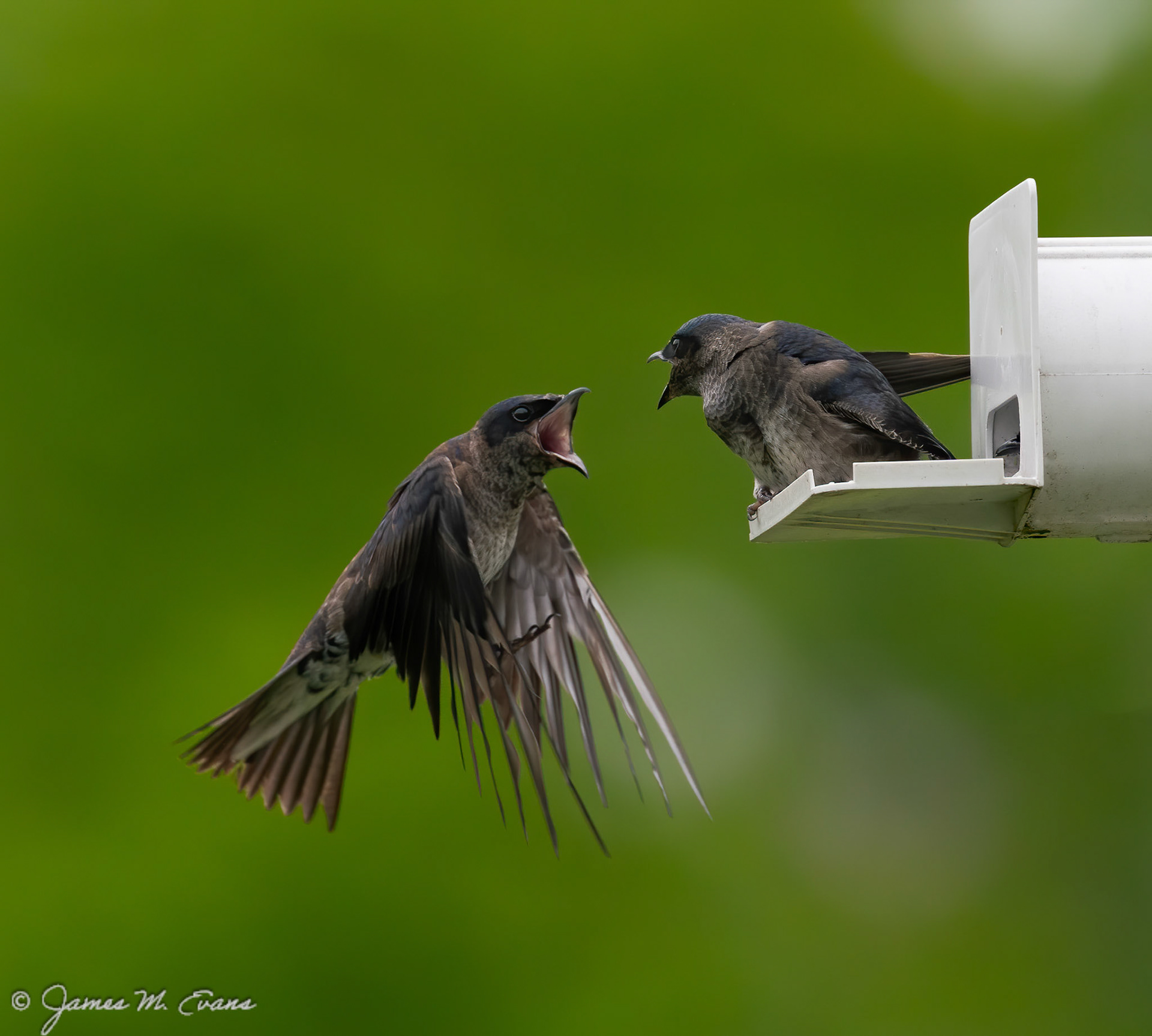Domestic Squabble - Pair of Purple Martins at the visitor center of the Great Swamp National Wildlife Refuge in NJ. https://www.fws.gov/refuge/great_swamp/