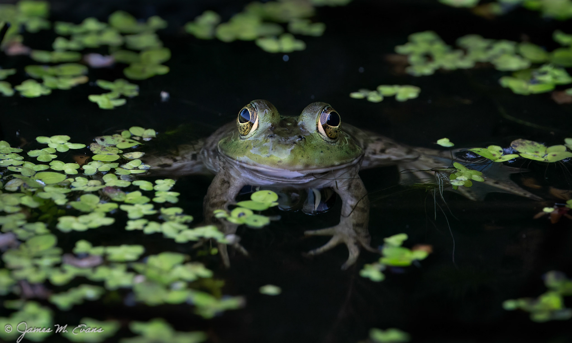 Floatin - Frog at South Mountain Reservation in NJ