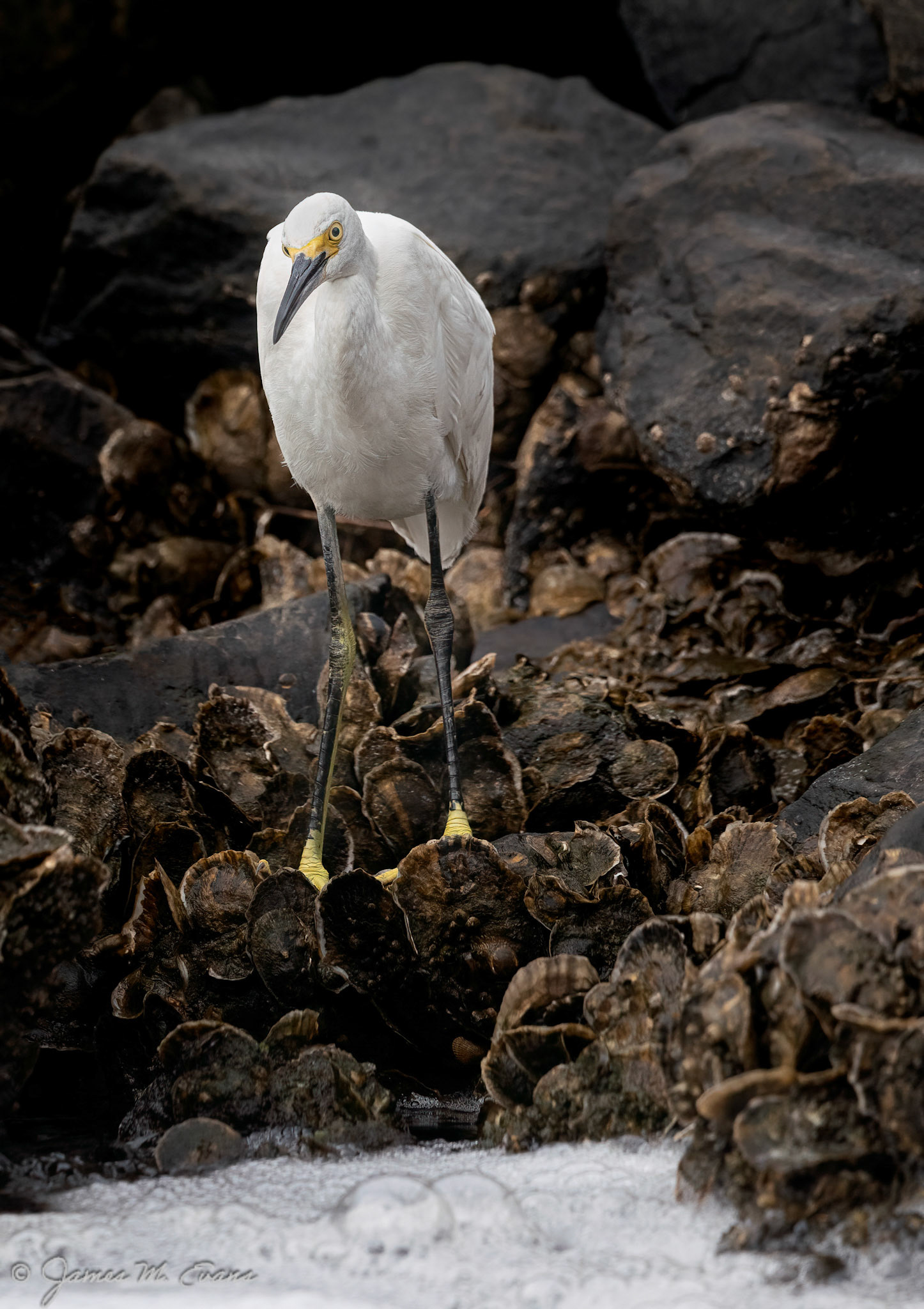 Looking for lunch - Snowy Egret hunting for food at Edwin B. Forsythe National Wildlife Refuge in NJ