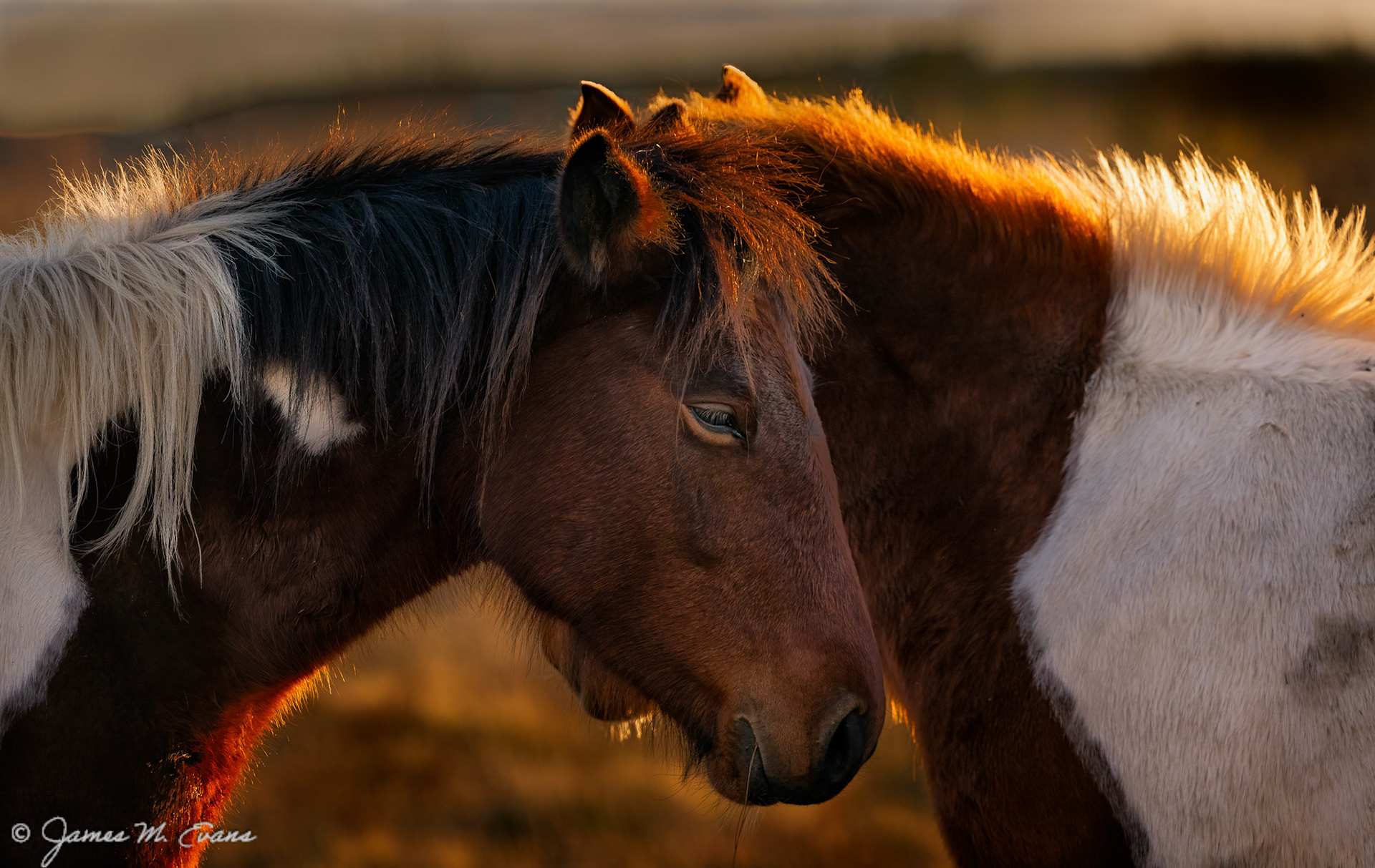 The line up - Assateague Ponies on Assateague Island, VA