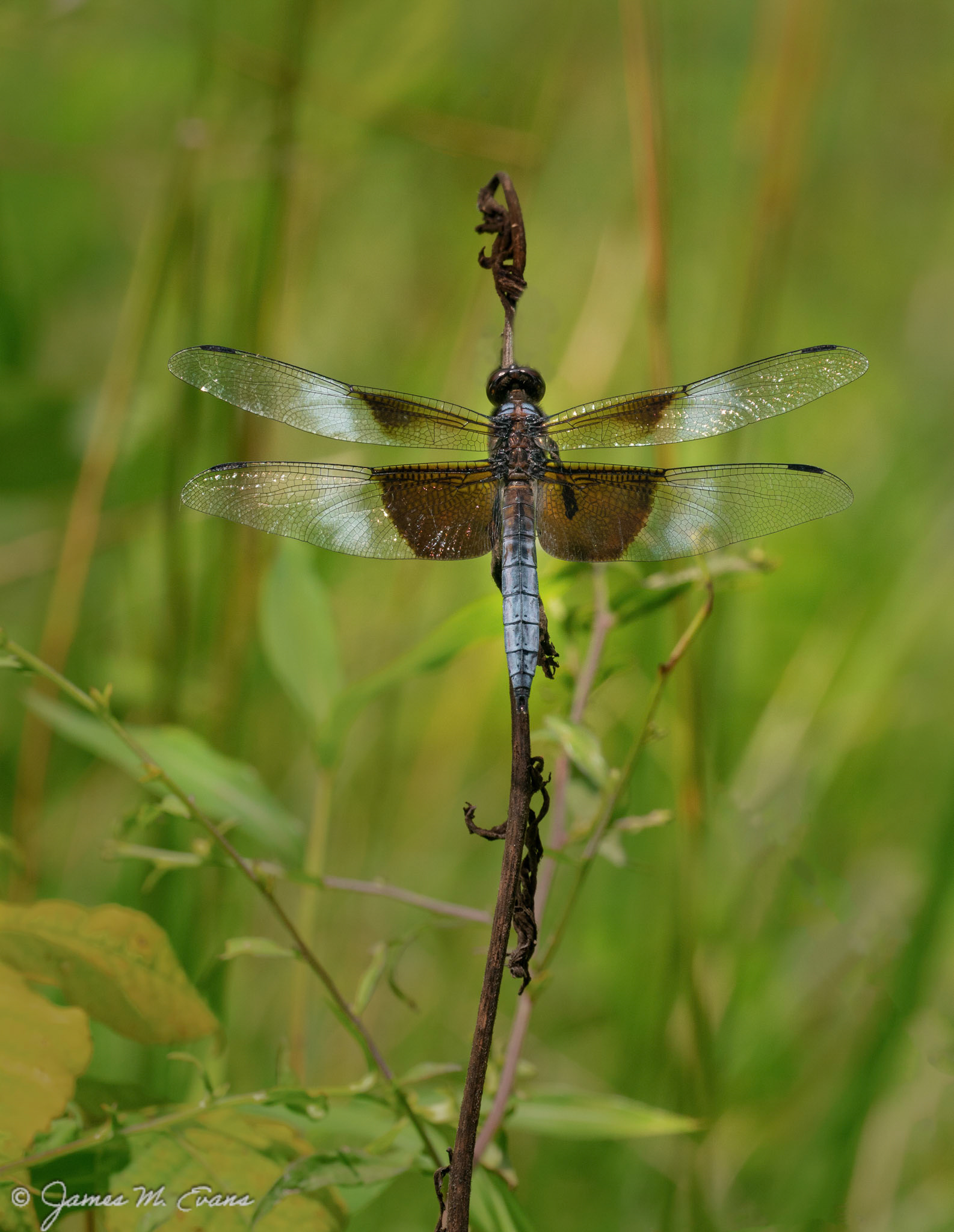 Resting dragon - Dragonfly at rest in Swartswood state park in NJ