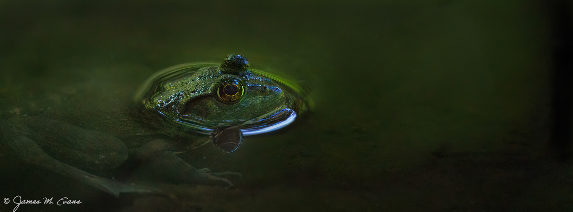 Frog at rest - Buttermilk Falls, Mendham NJ