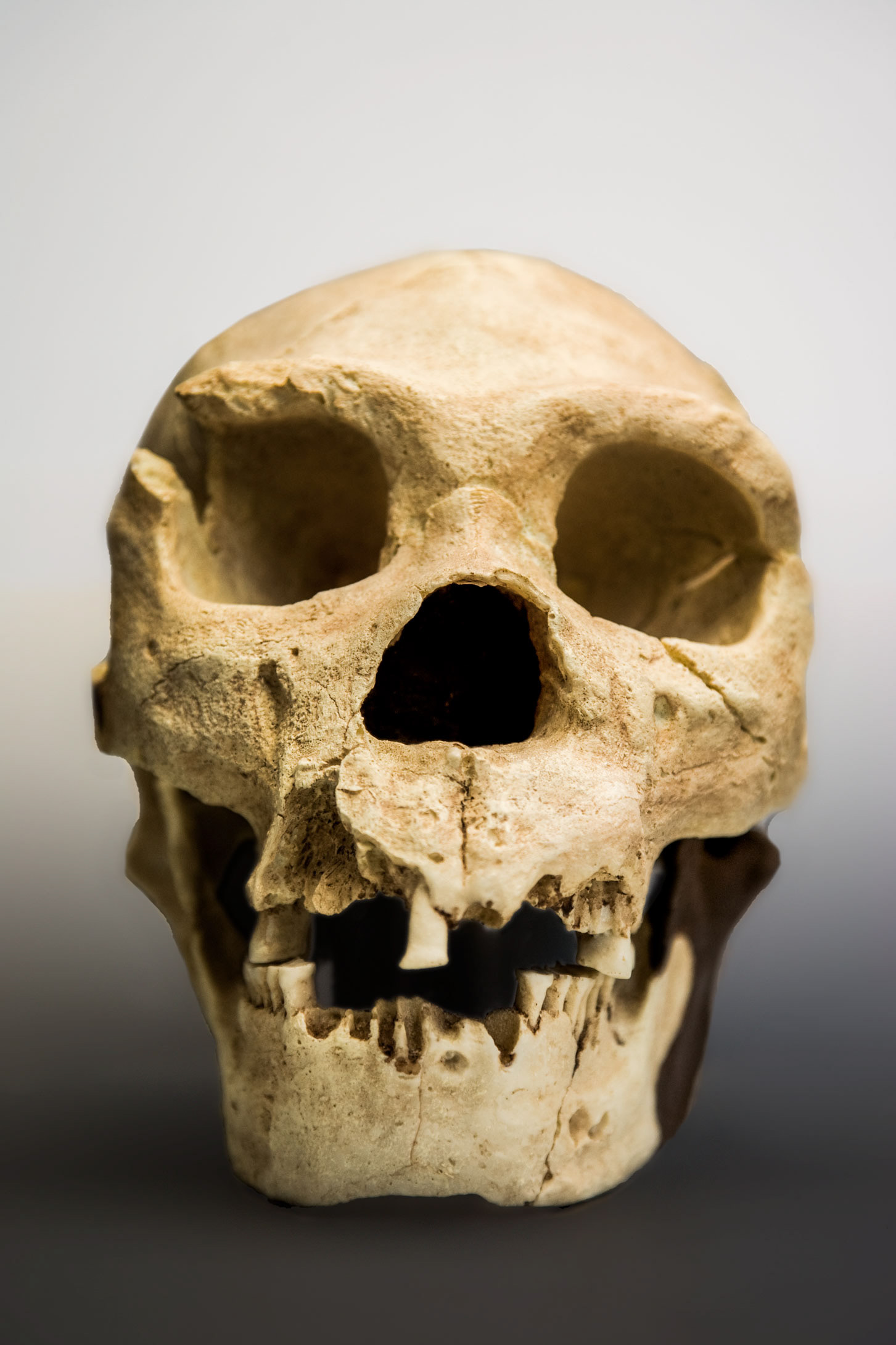 CRÁNEO NEANDERTHAL, PADRE BELDA