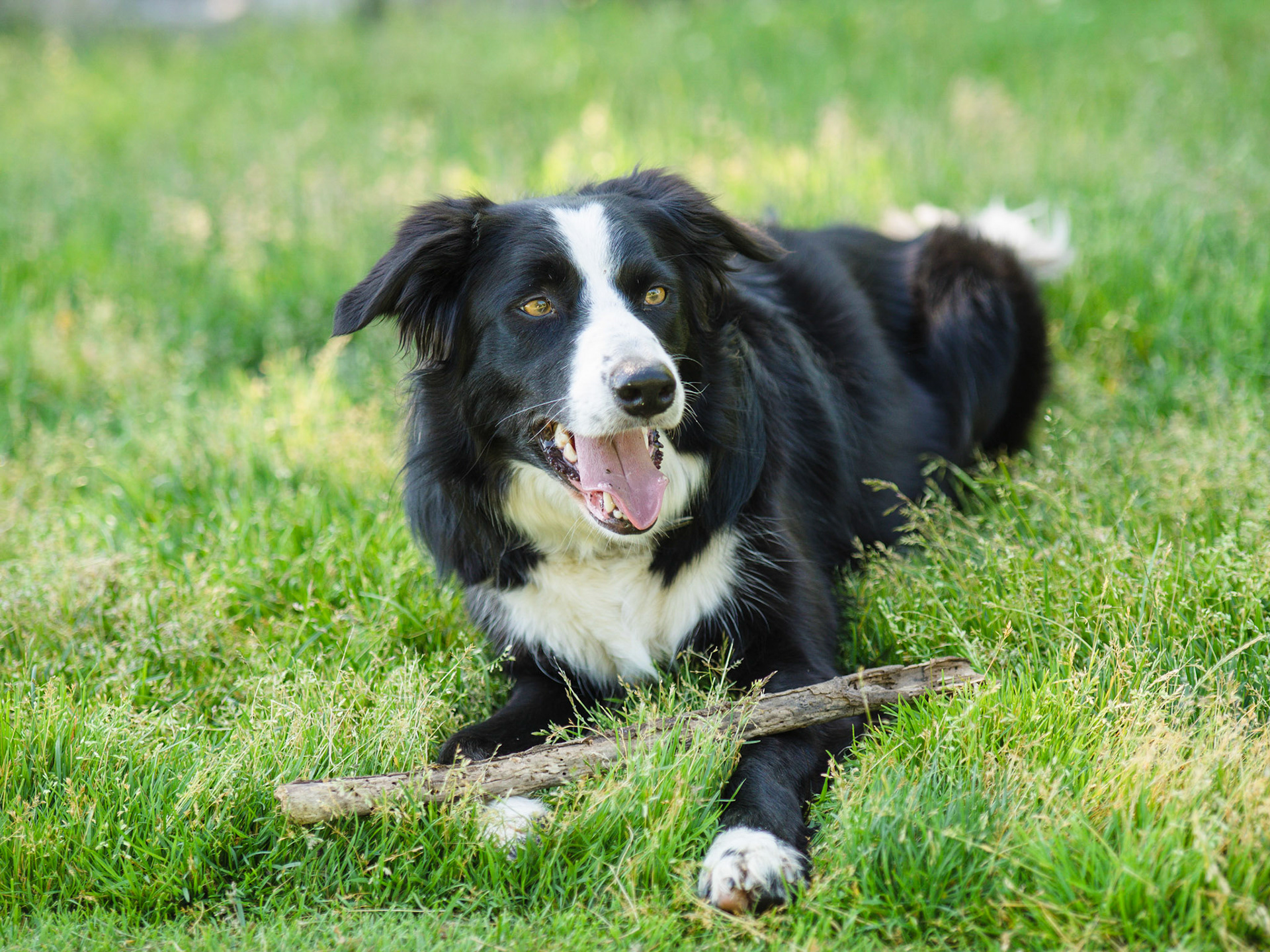 Dogs of Lora Bay
