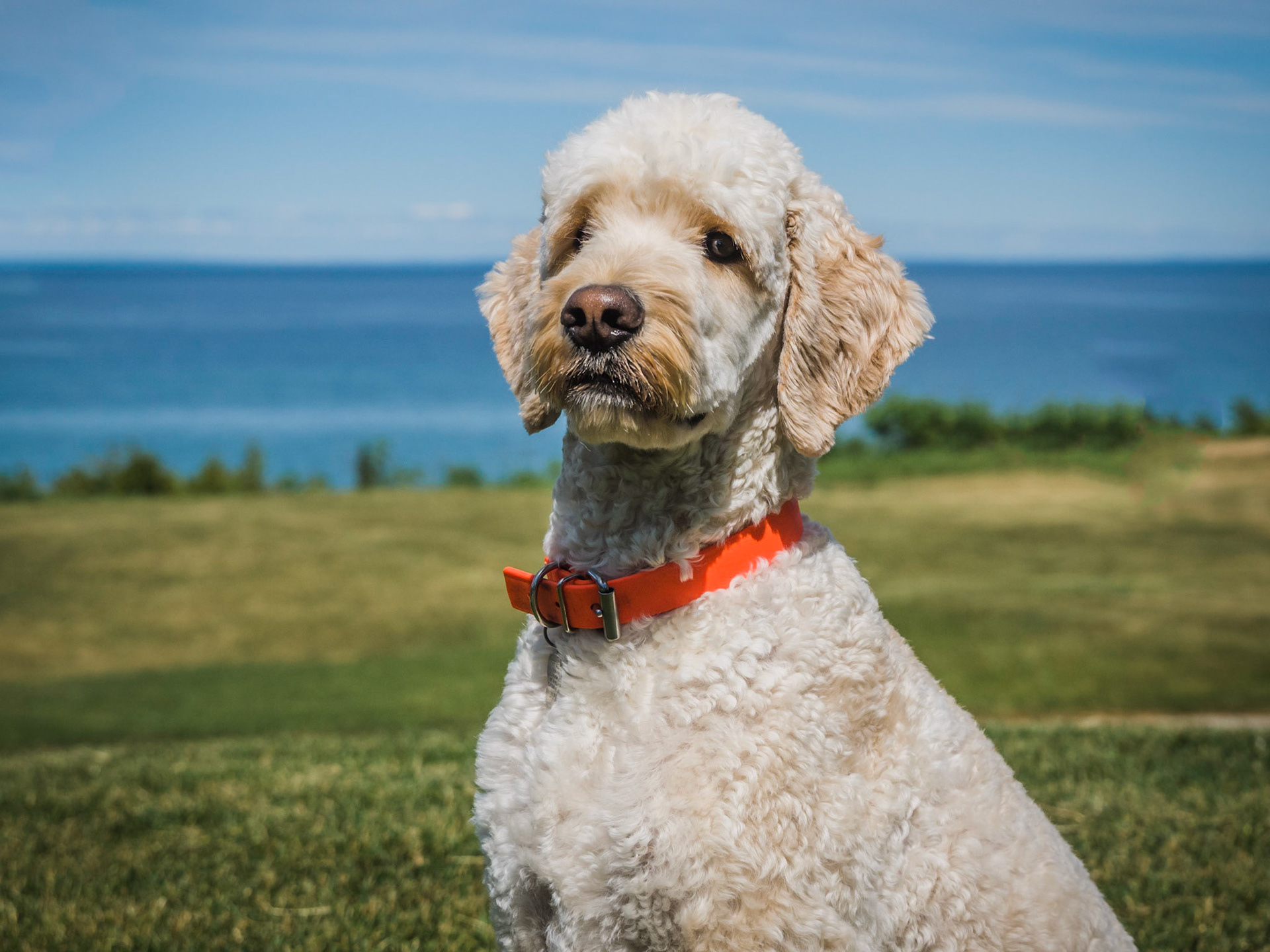 Dogs of Lora Bay
