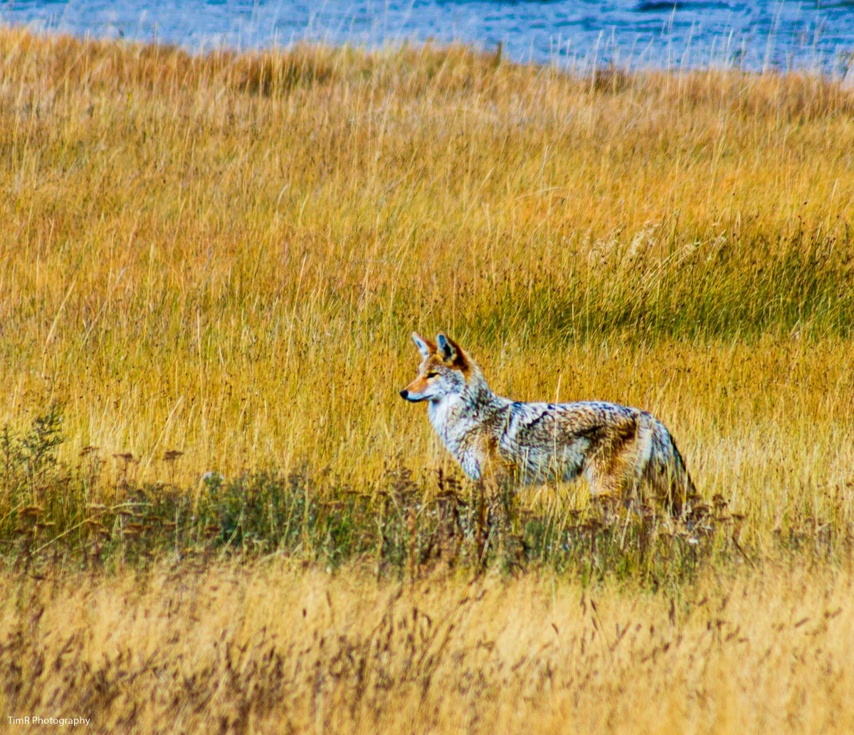 Yellowstone