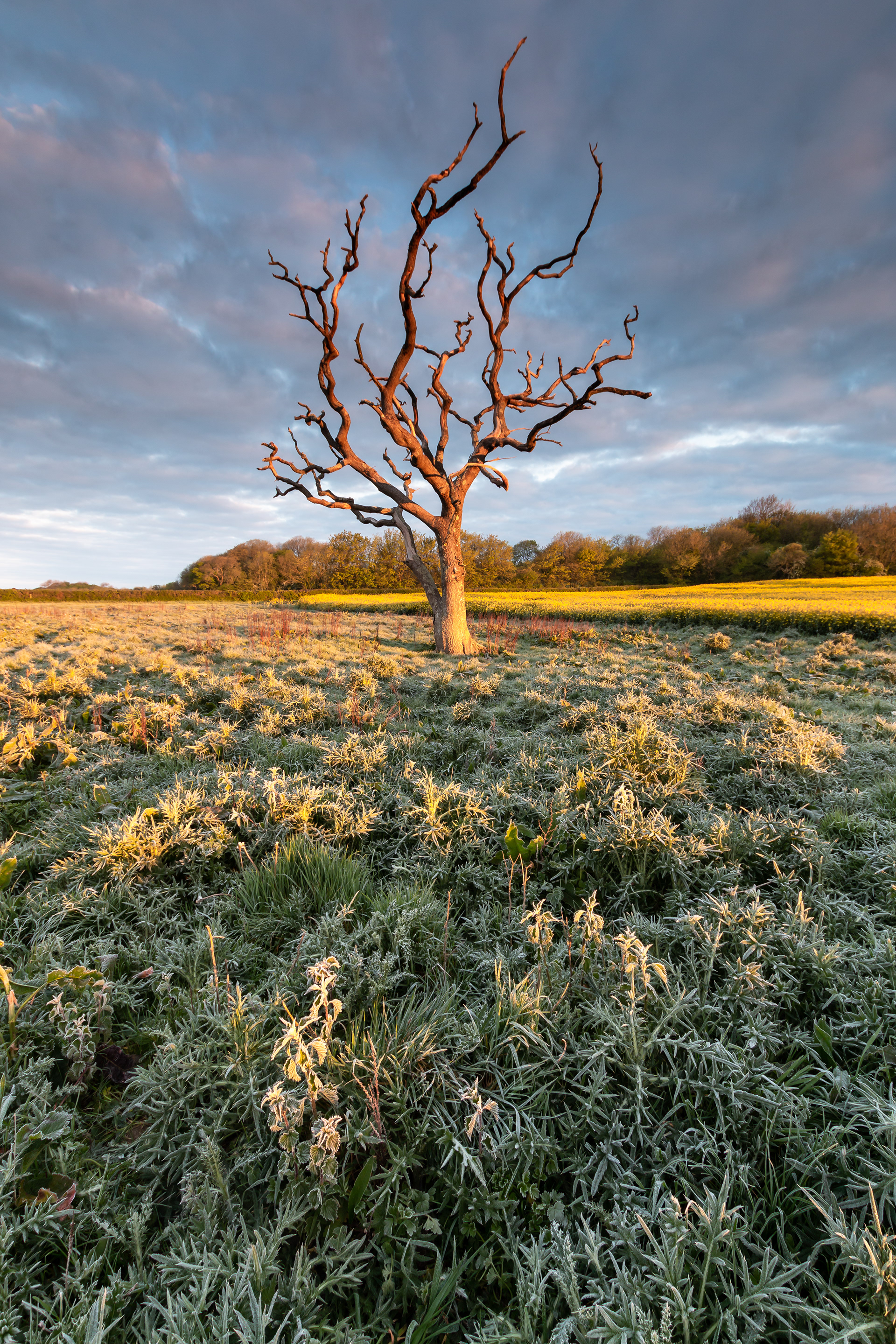 Pentre Meyrick Tree Sunrise 3