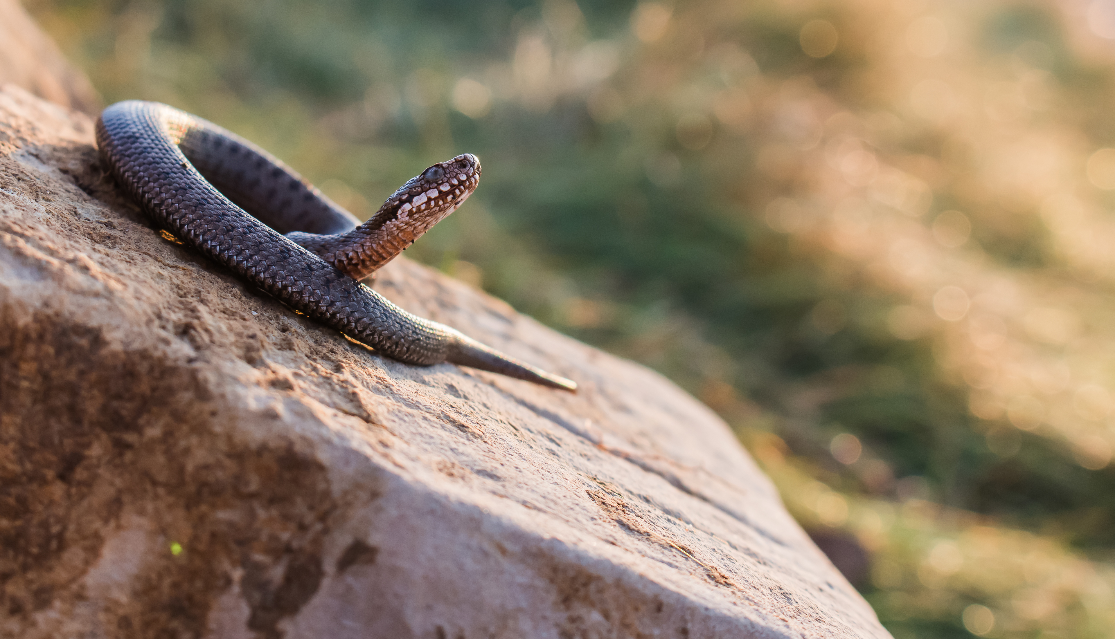 Llantwit Coast Path Adder