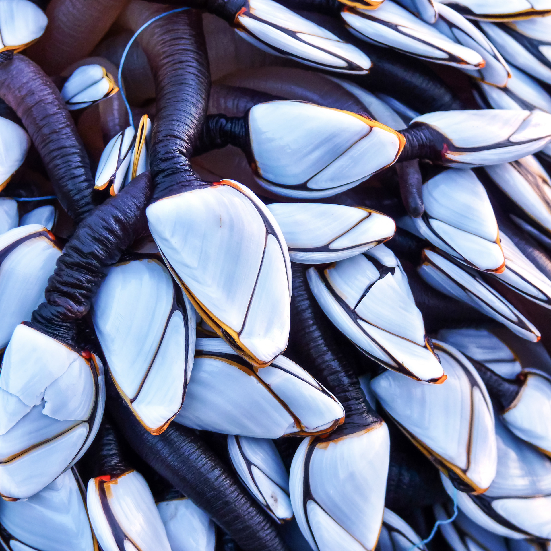 Goose Barnacles