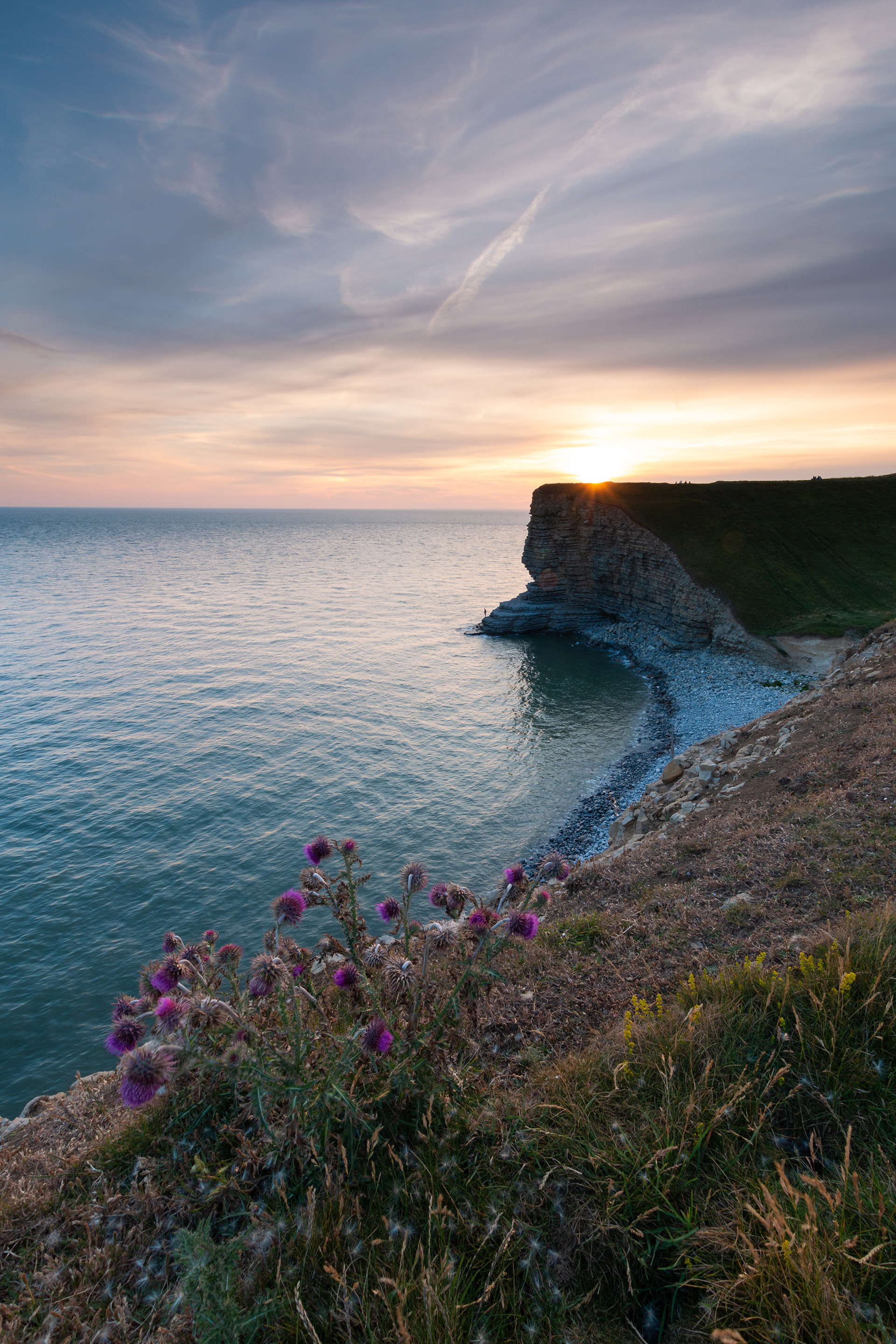 Nash Thistles Pre Sunset