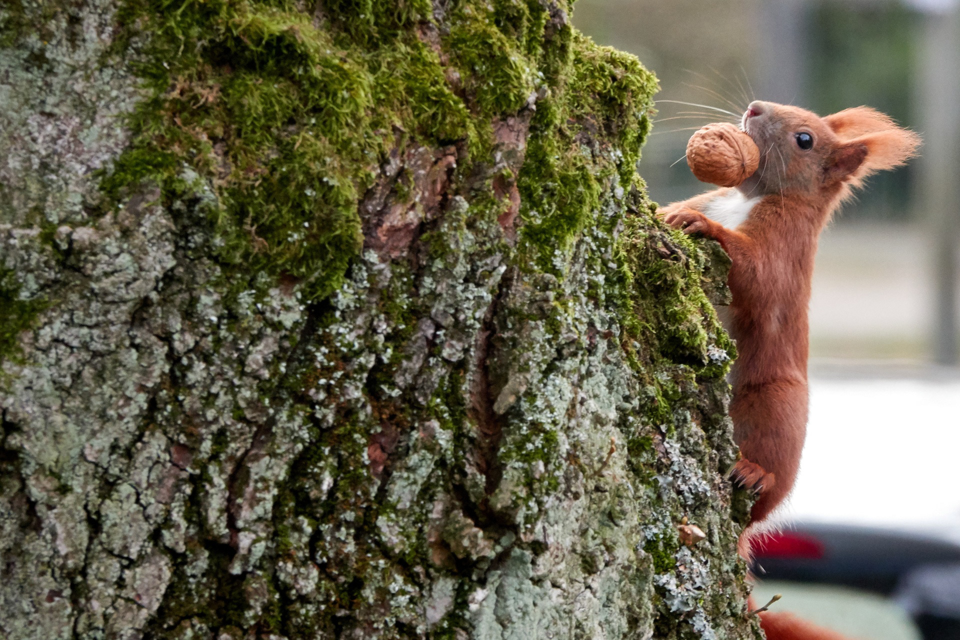 eichhörnchen mit walnuss im maul an einem baum