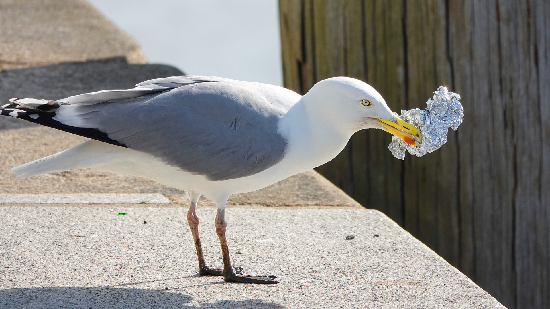 möwe auf einer kaimauer mit alupapier im schnabel