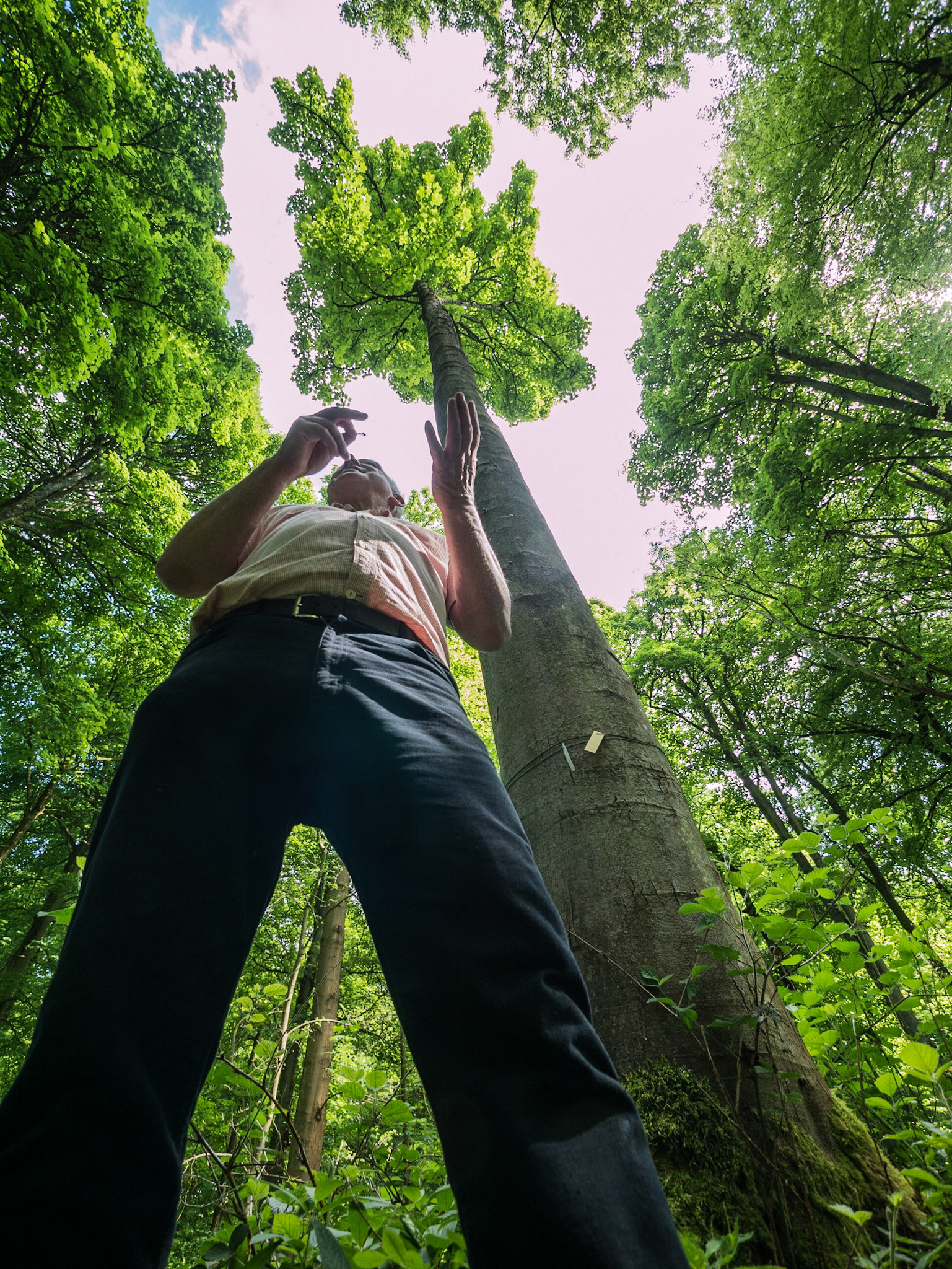 A proud forester talks about his woodland