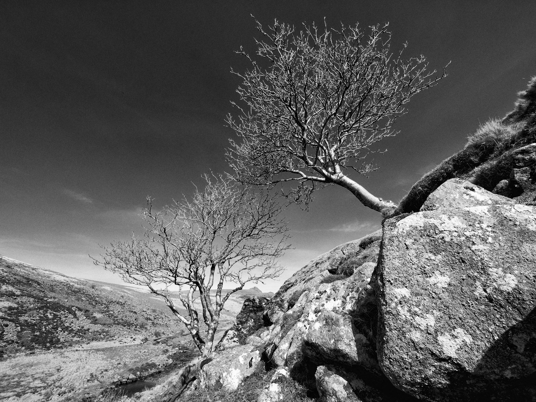Gabriel Hemery Tree Photography