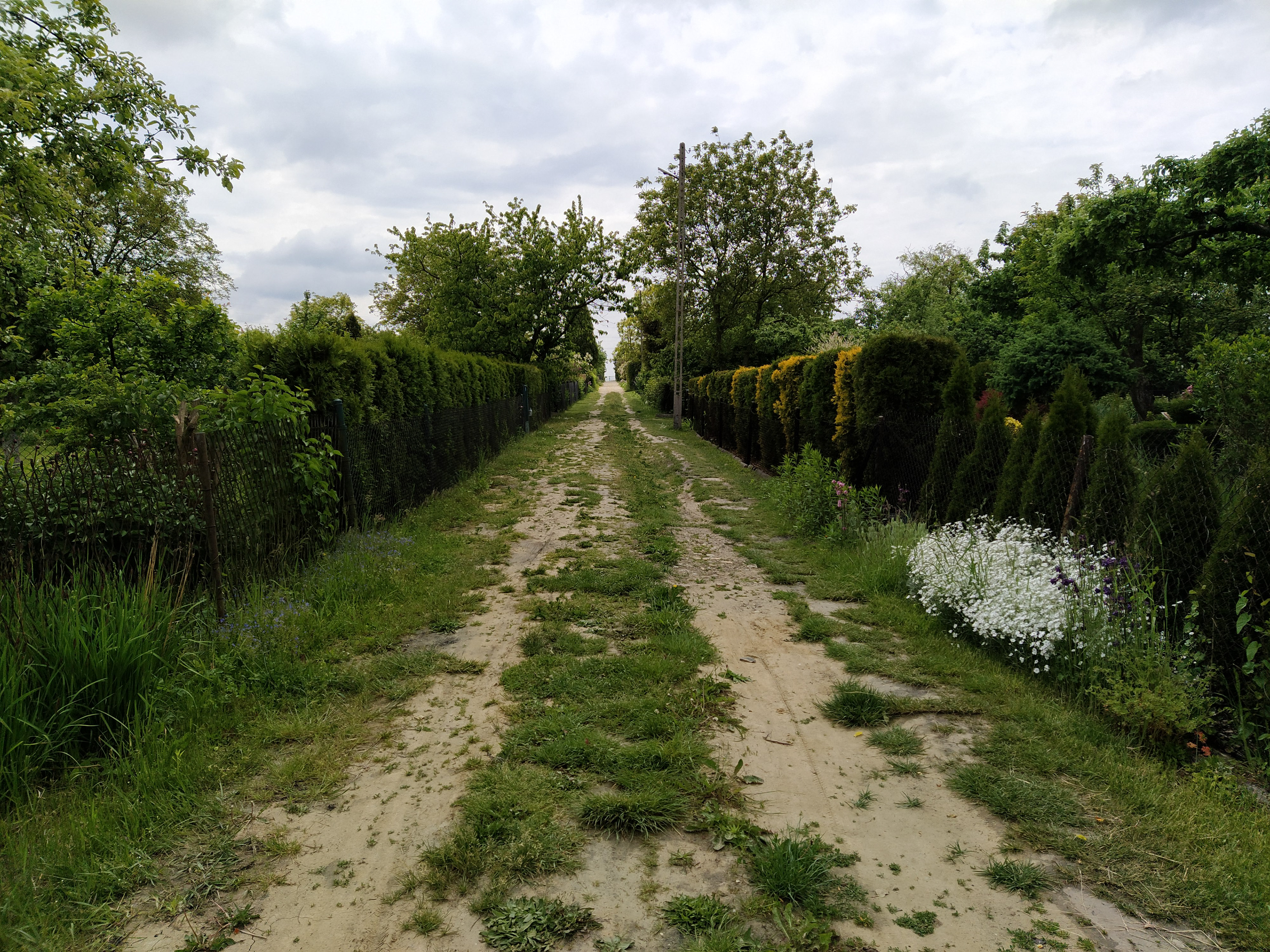 Na terenie ogródków Biała róża, fot. własna