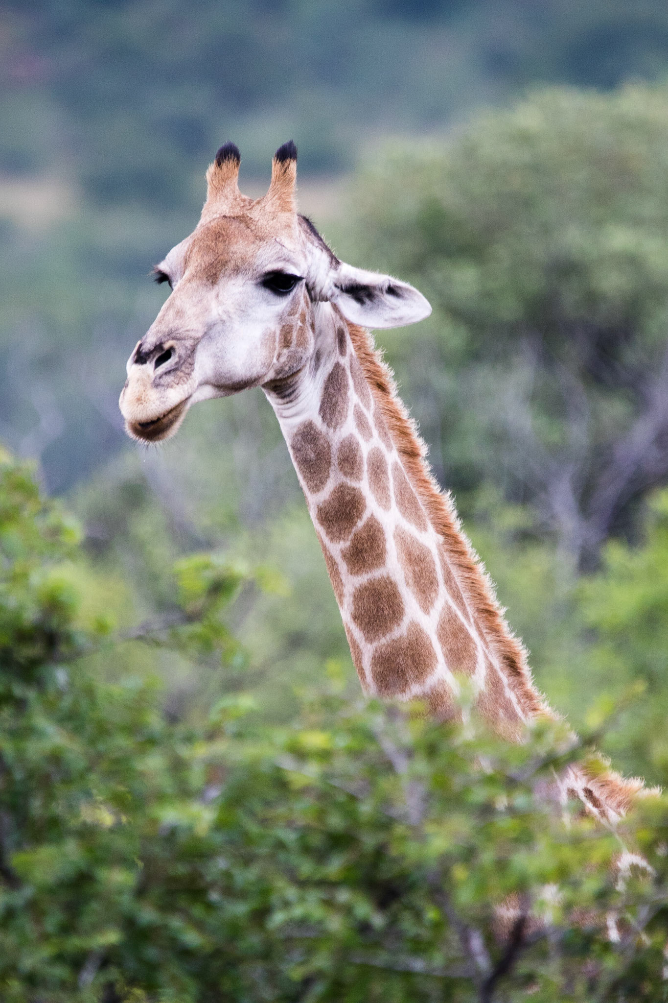 Afrique du Sud