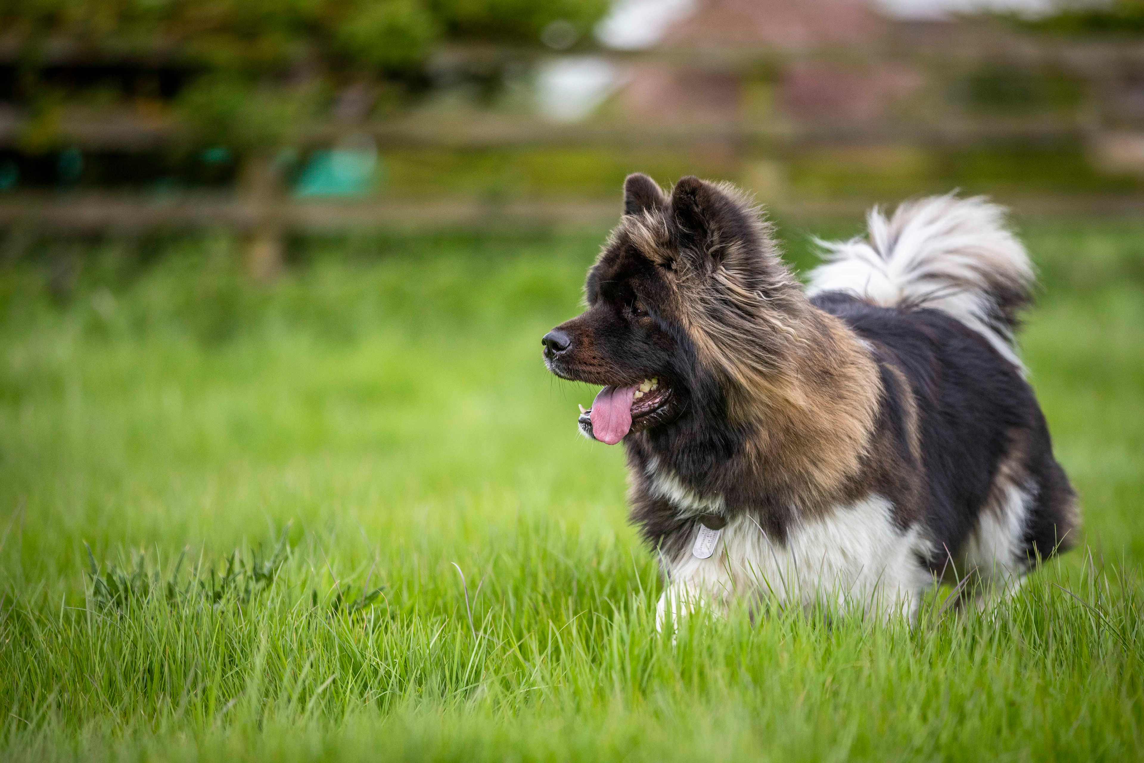 Female Akita alert in a grass field