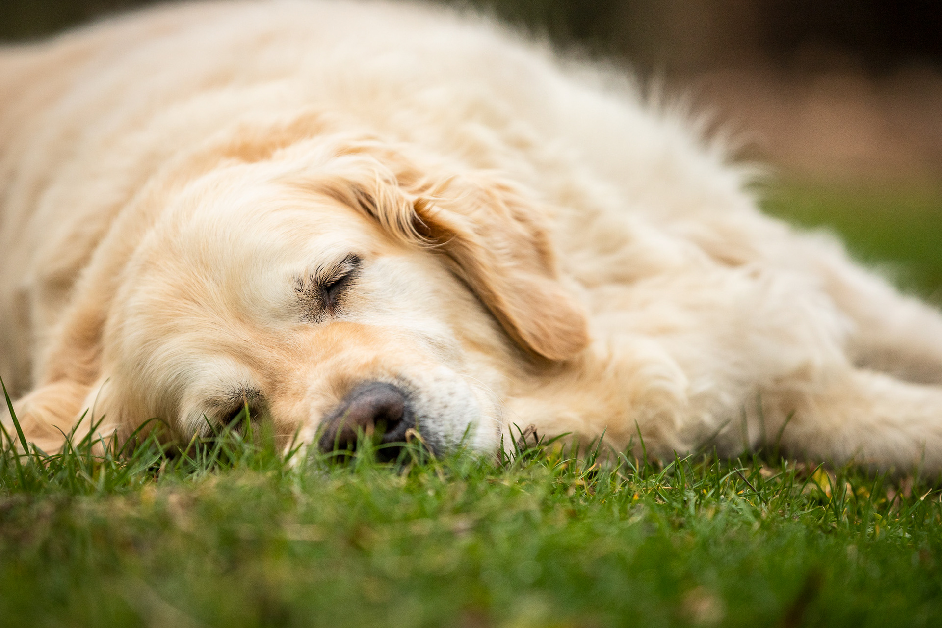 golden-retriever-snoozing