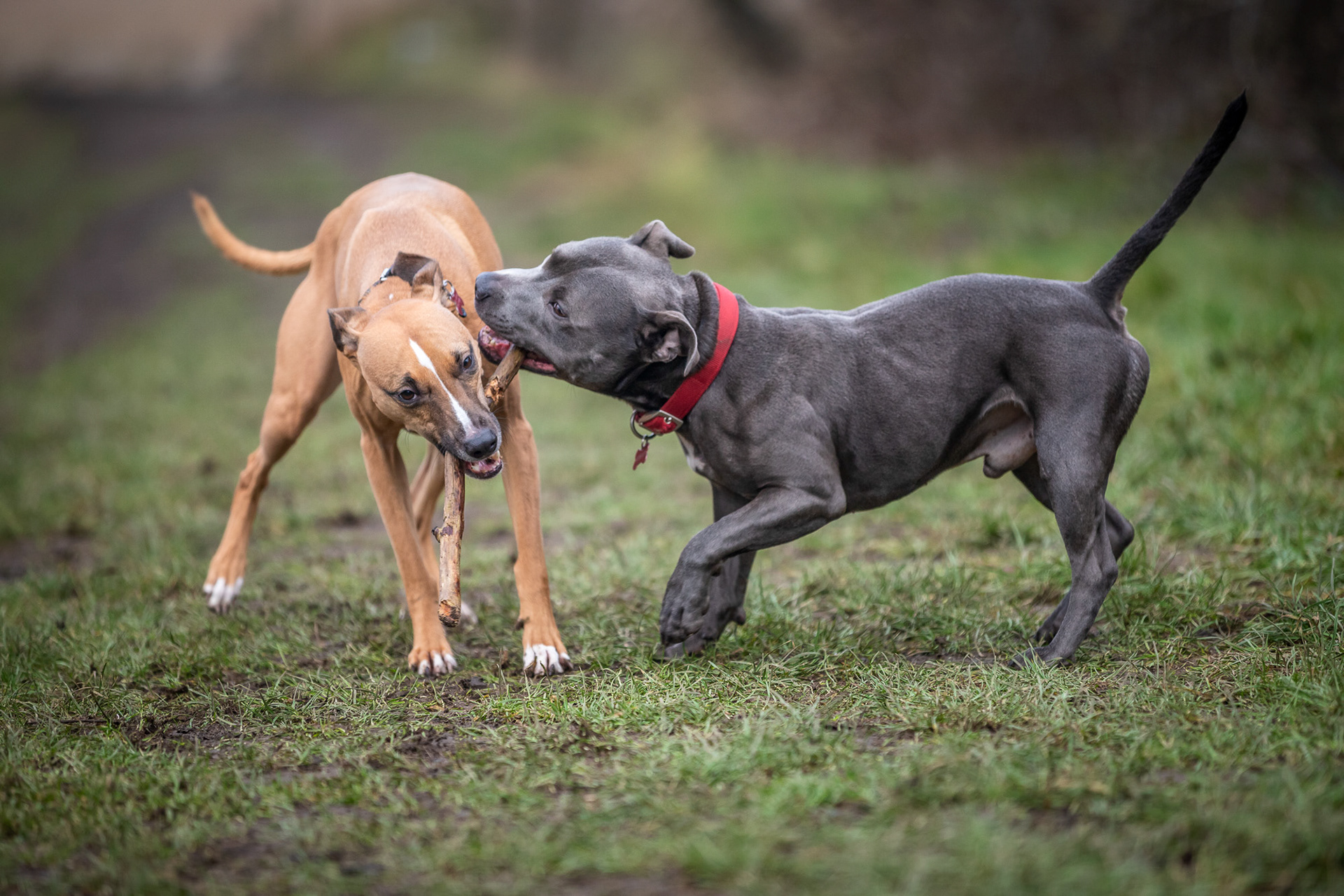 whippet-staffy-and-staffy-playing