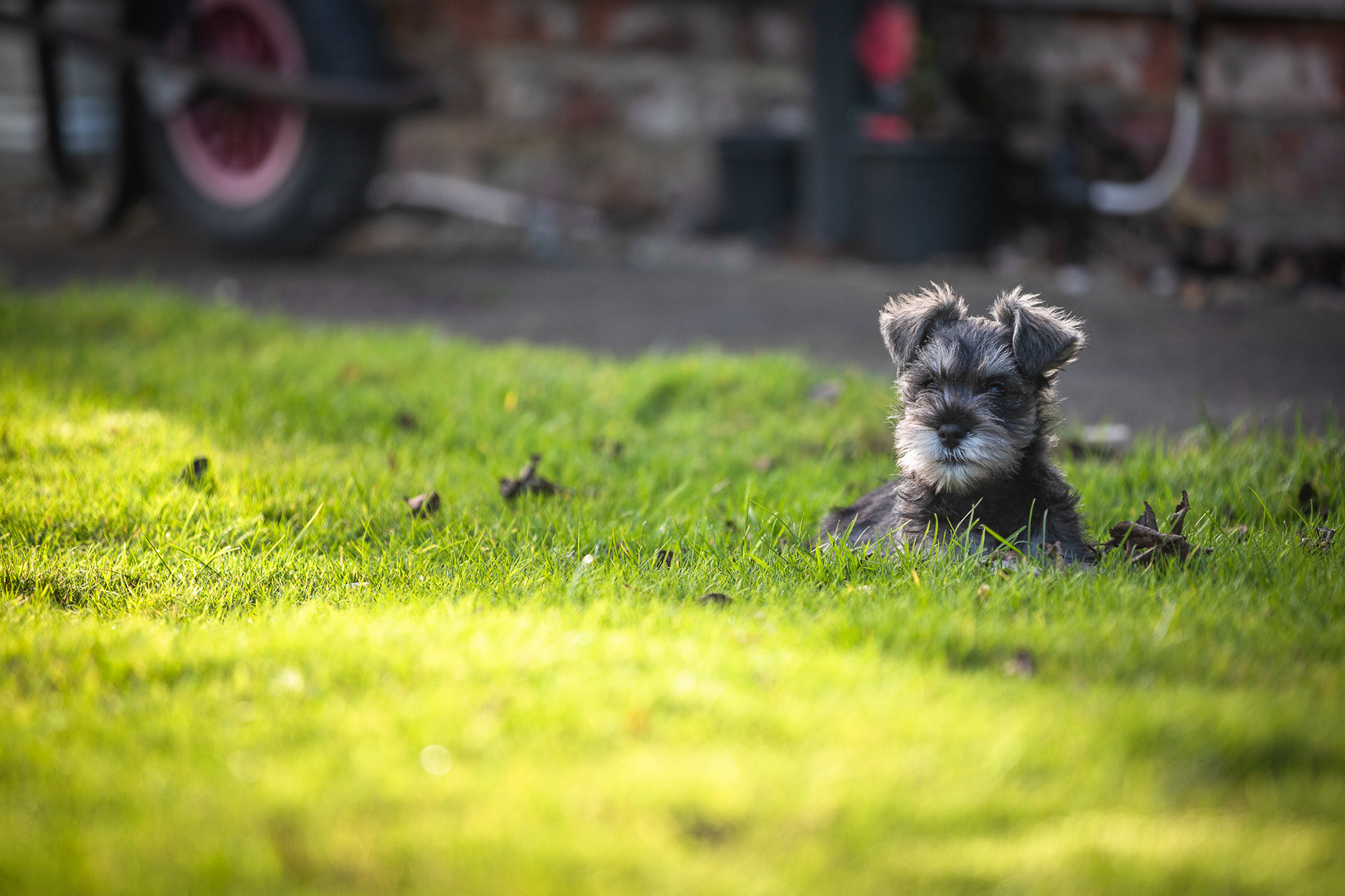 miniature-schnauzer-puppy-garden