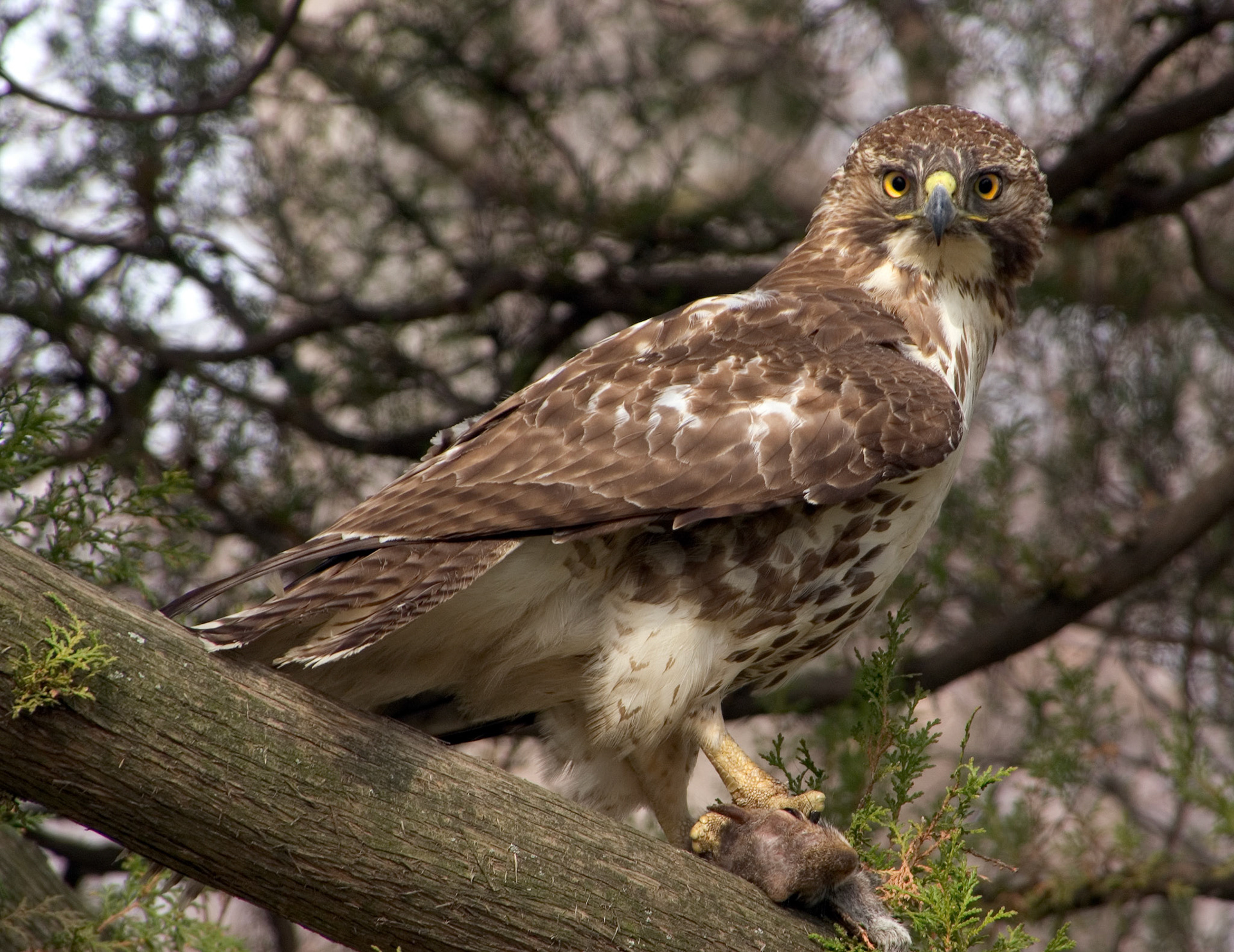An immature red-tailed hawk (Buteo jamaicensis) perches in a tree with a squirrel lunch at the Arlington National Cemetery in Arlington Virginia.