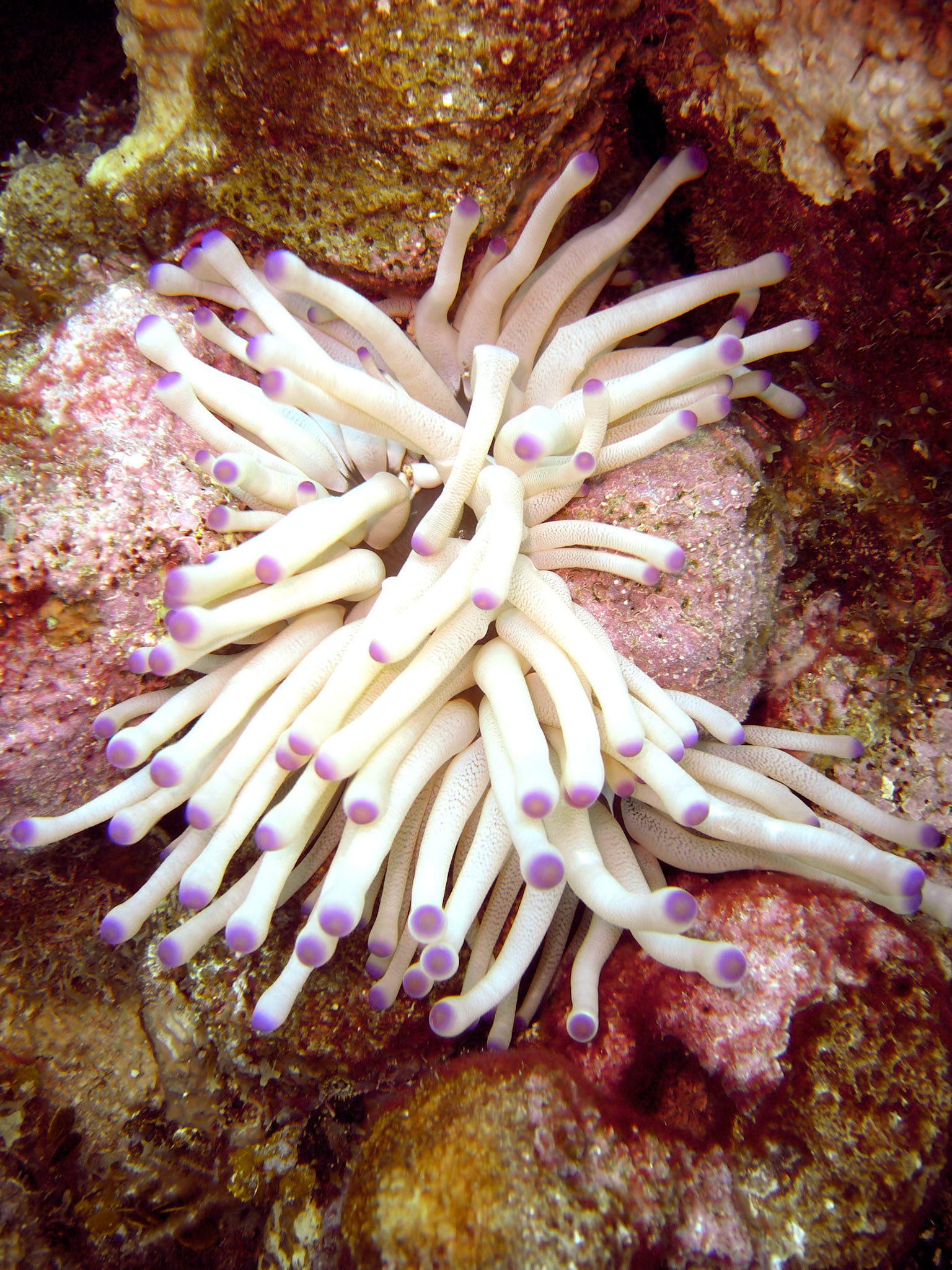 A giant sea anemone (Condylactis gigantea) is spotted while scuba diving along the reef at El Aquario dive site near West End in Roatan Honduras.