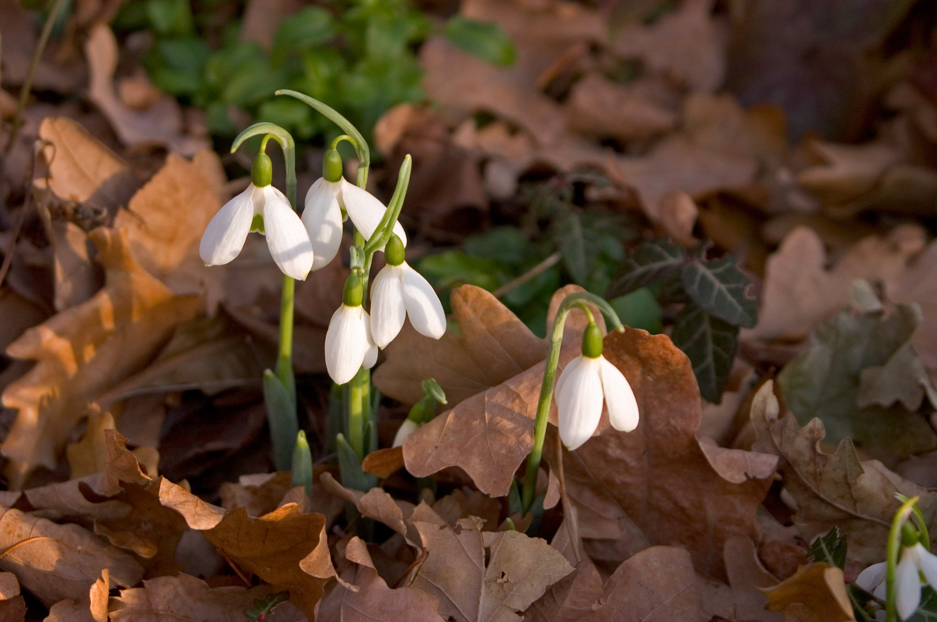 These snowdrop flowers (Galanthus) were growing near Battery Park in Manhattan New York City.