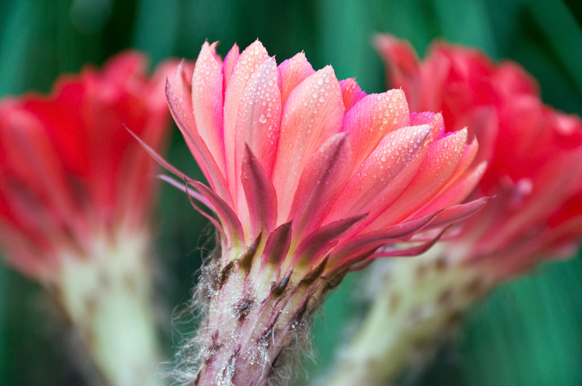 A trio of echinopsis "cassandra" cactus blossoms bloom on a dewey morning.