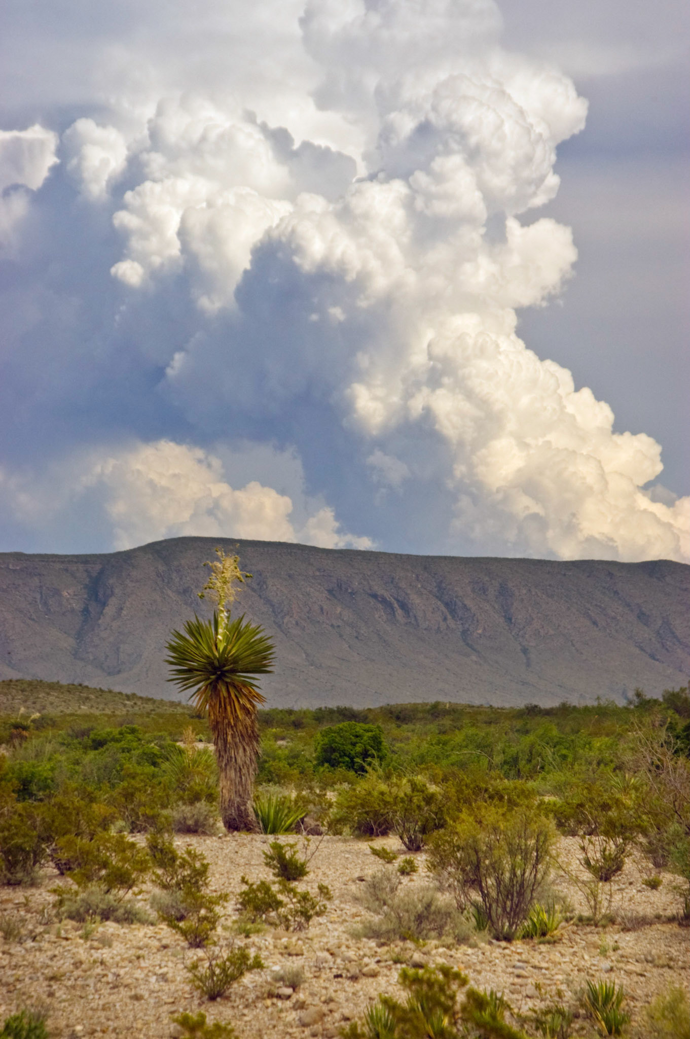 A yucca (any one of four: Yucca faxoniana, Yucca rostrata, Yucca elata, or Yucca treculean), blooms at Big Bend National Park in Texas with a giant thundercloud looming in the sky.