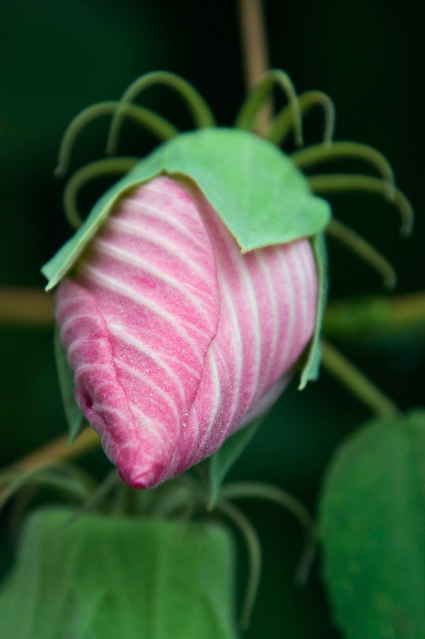 A hybrid hibiscus bud gets ready to bloom at the San Antonio Botanical Garden in San Antonio Texas.