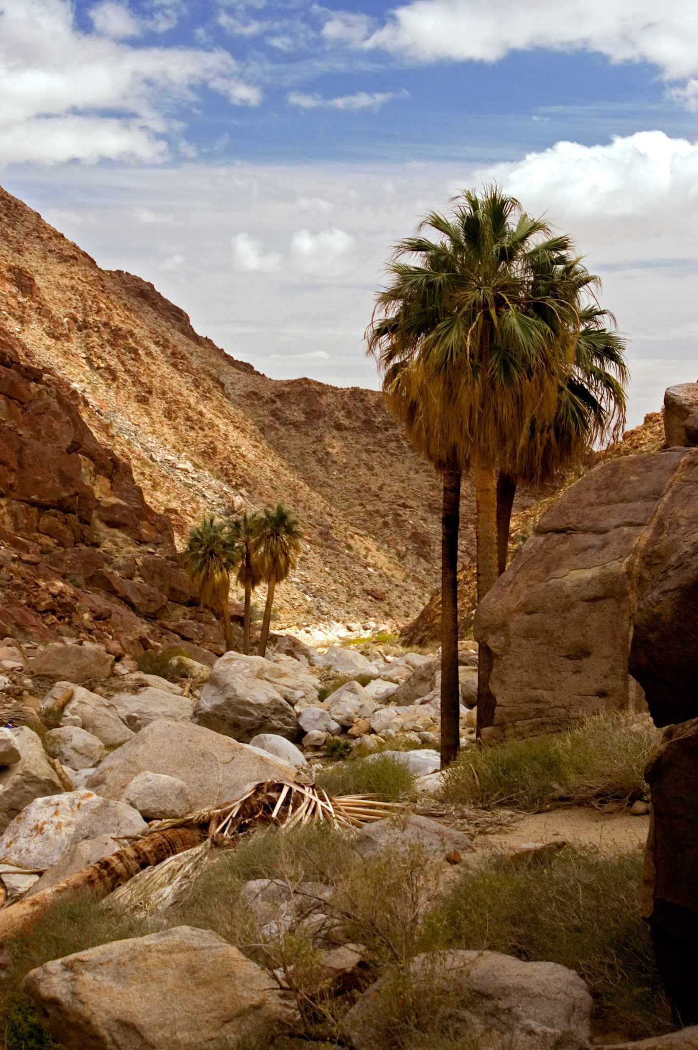 A grove of California fan palms (Washingtonia filifera) grows at the oasis at the end of the Borrego Palm Canyon Trail in the Anza-Borrego Desert State Park near Borrego Springs California.