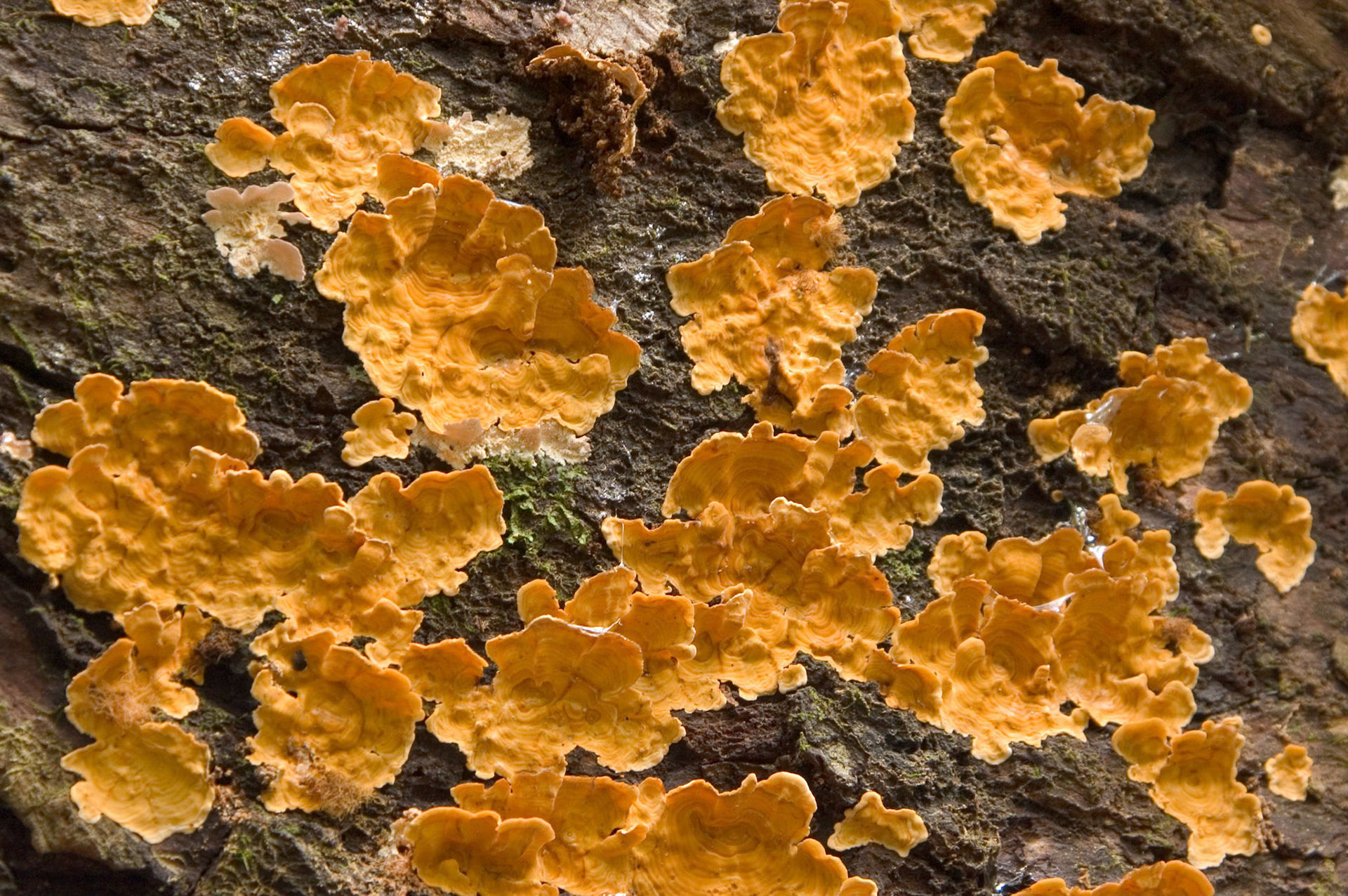 An orange fungus (probably Stereum hirsutum or Stereum complicatum) growing on a log at the Audubon Swamp Garden at Magnolia Plantation near Charleston, South Carolina.