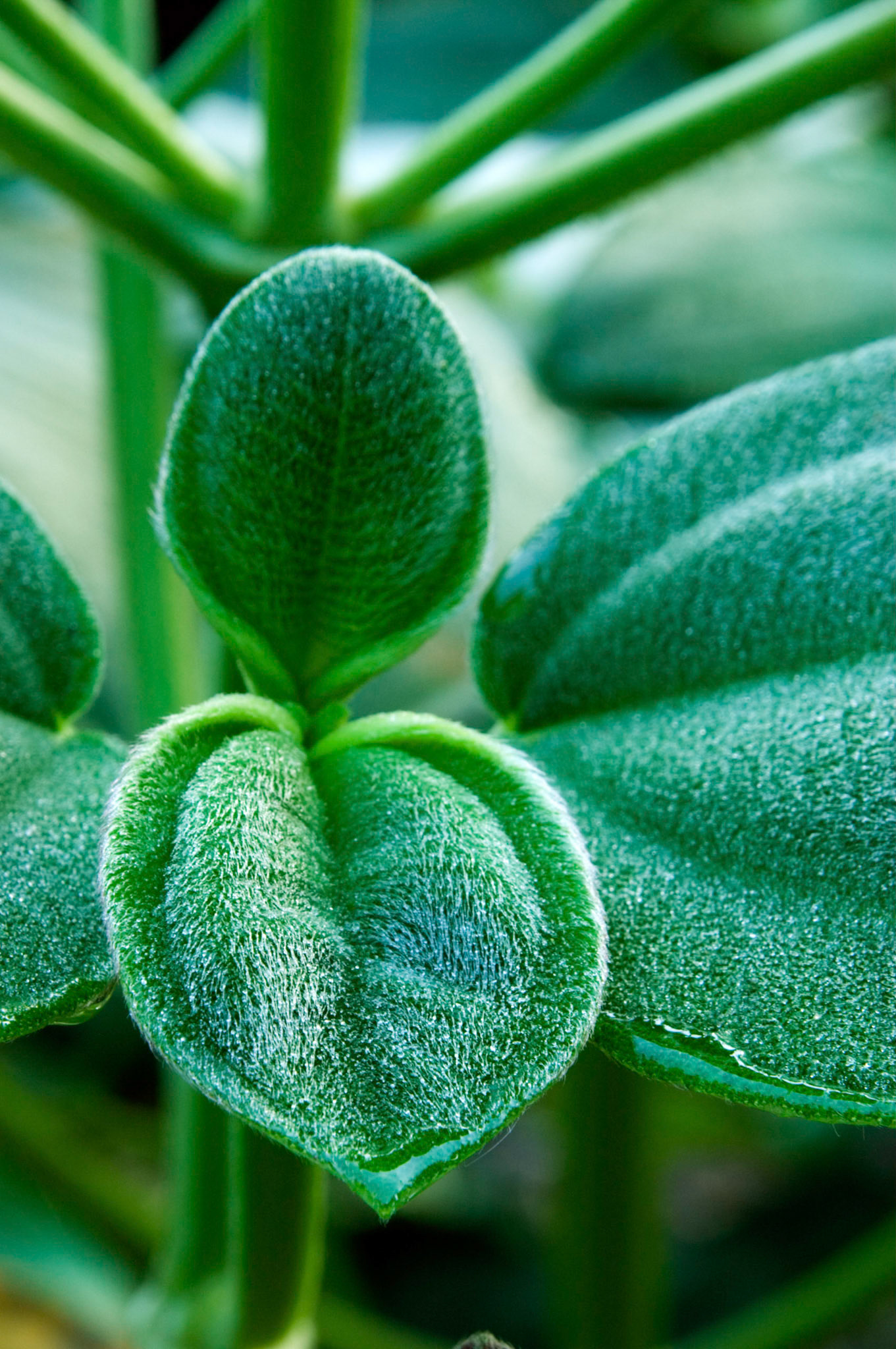 Fuzzy leaf of a Tibouchina grandifolia plant at Greenspring Gardens in Alexandria Virginia.