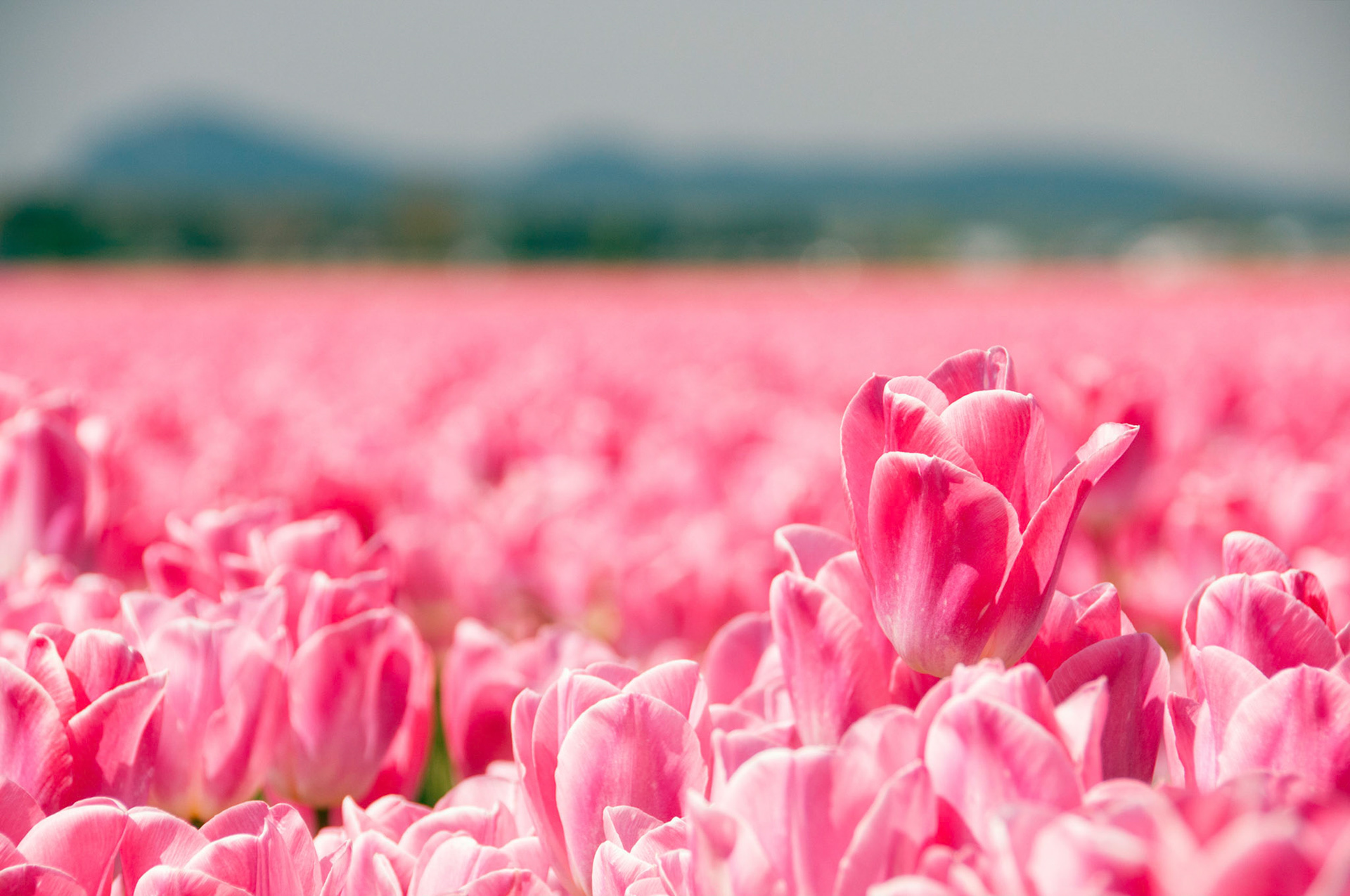 The tulip fields in full bloom at RoozenGarde in Mt. Vernon Washington.