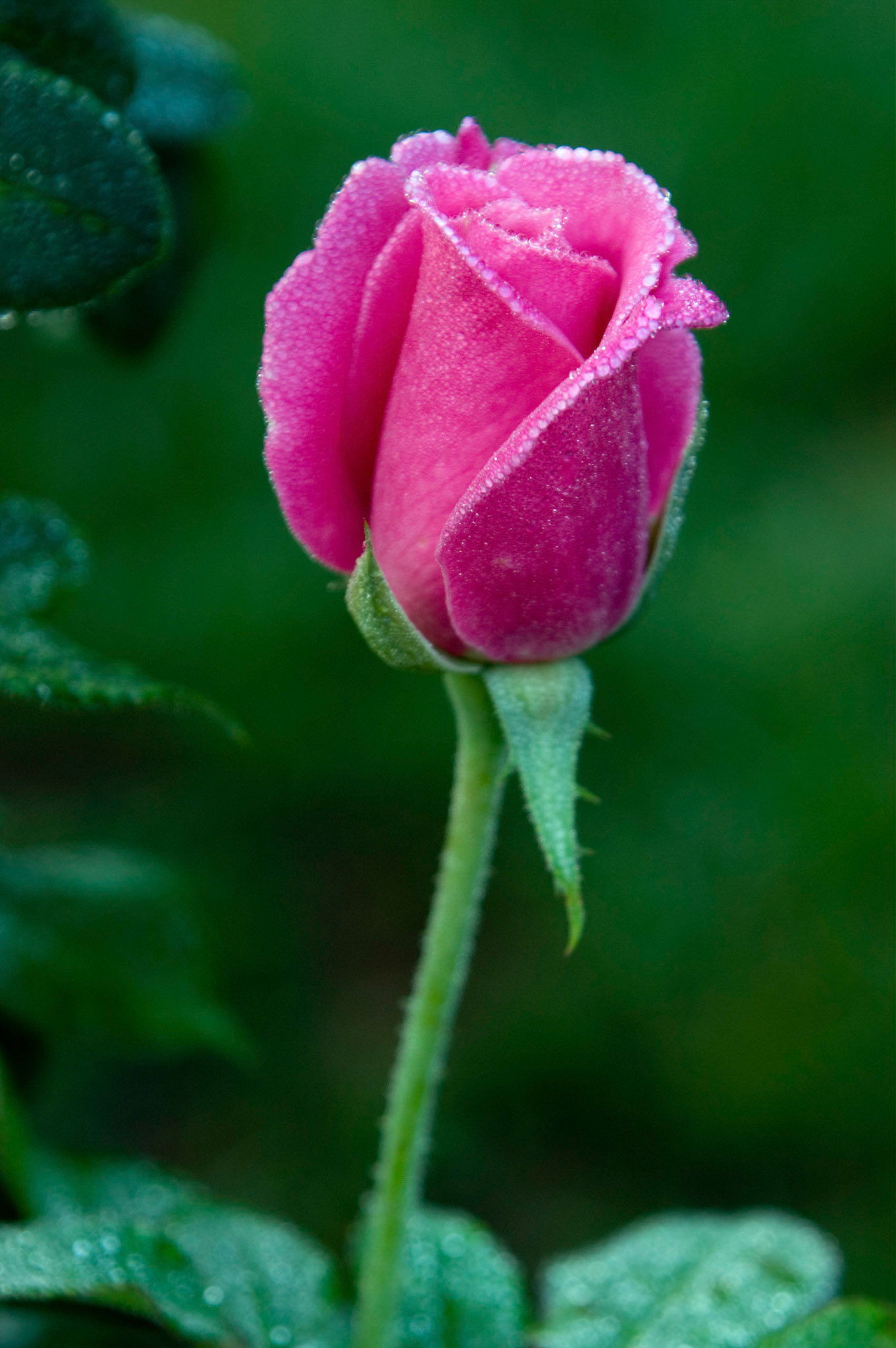 The dewey bud of a 'Jadis' variety hybrid tea rose at the Bon Air Park and Memorial Rose Gardens in Arlington Virgina.