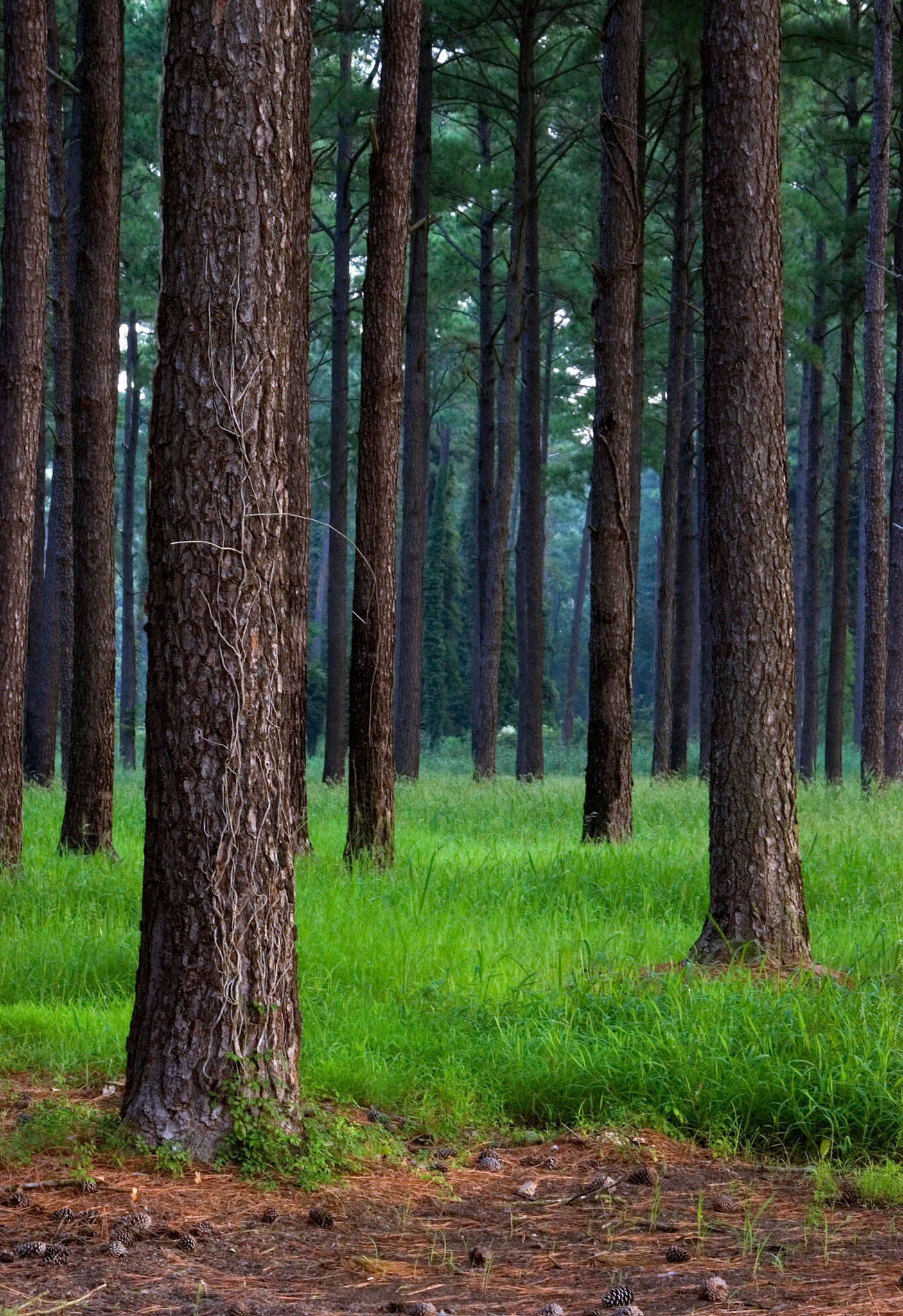 A forest of loblolly pine trees (Pinus taeda) grows along Miles River Road near Easton Maryland.