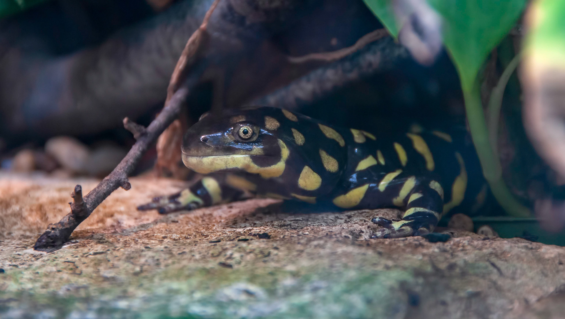 A tiger salamander (Ambystoma mavortium) peeks out from cover at the San Antonio Zoo in San Antonio Texas.