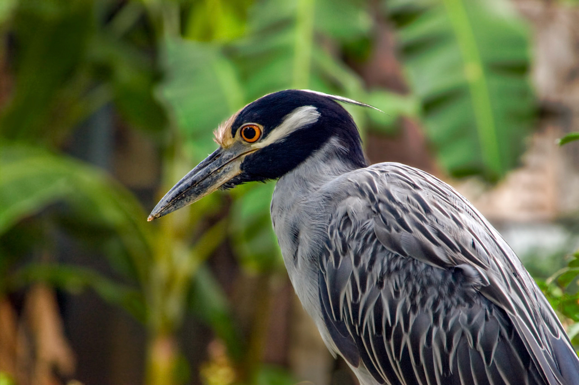 A non-captive yellow-crowned night-heron (Nyctanassa violacea) joins the other animals at the San Antonio Zoo in San Antonio Texas.