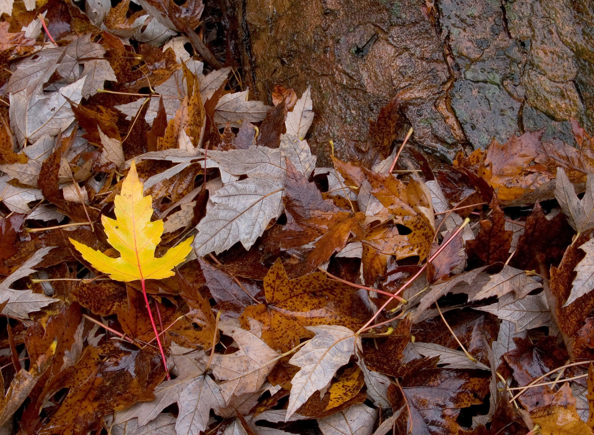 One yellow maple leaf stands out among the dead brown leaves in Arlington Virginia.