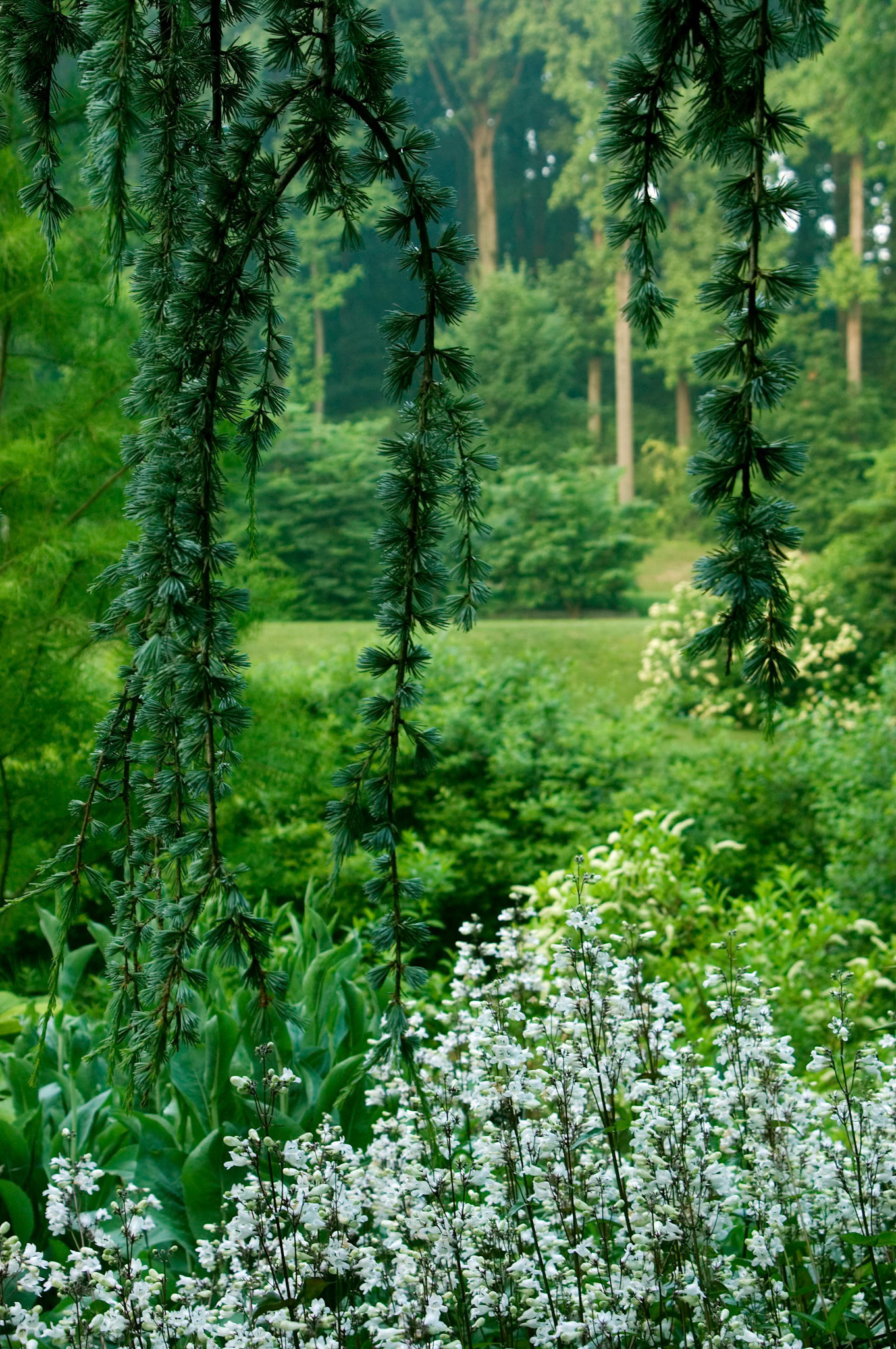 Weeping blue atlas cedar (Cedrus atlantica 'Glauca Pendula') branches hang from a gazebo over some blooming foxglove beardtongue (Penstemon digitalis) at Brookside Gardens in Wheaton Maryland.