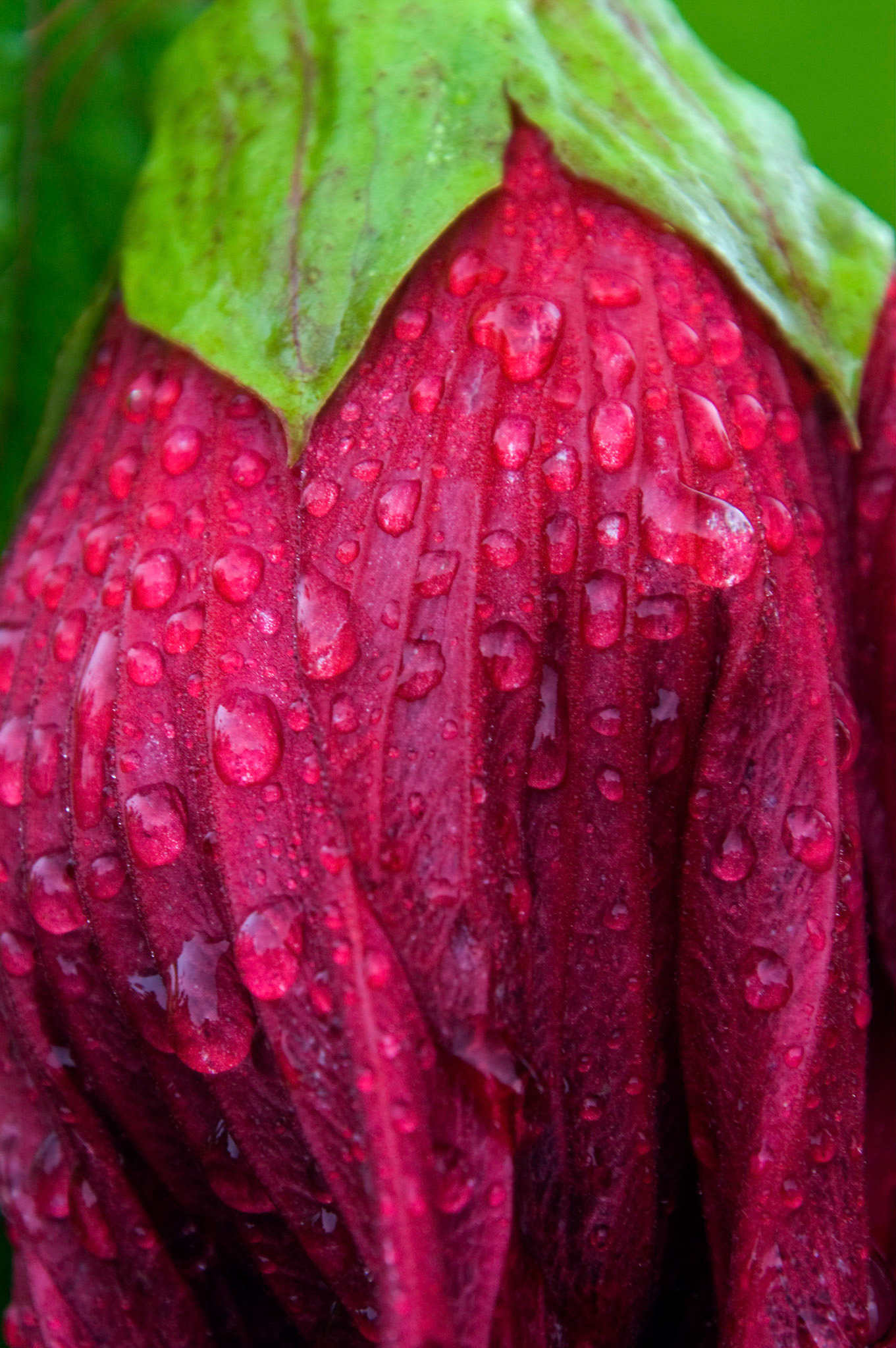 A spent hybrid hibiscus blossom droops in the rain at the San Antonio Botanical Garden in San Antonio Texas.