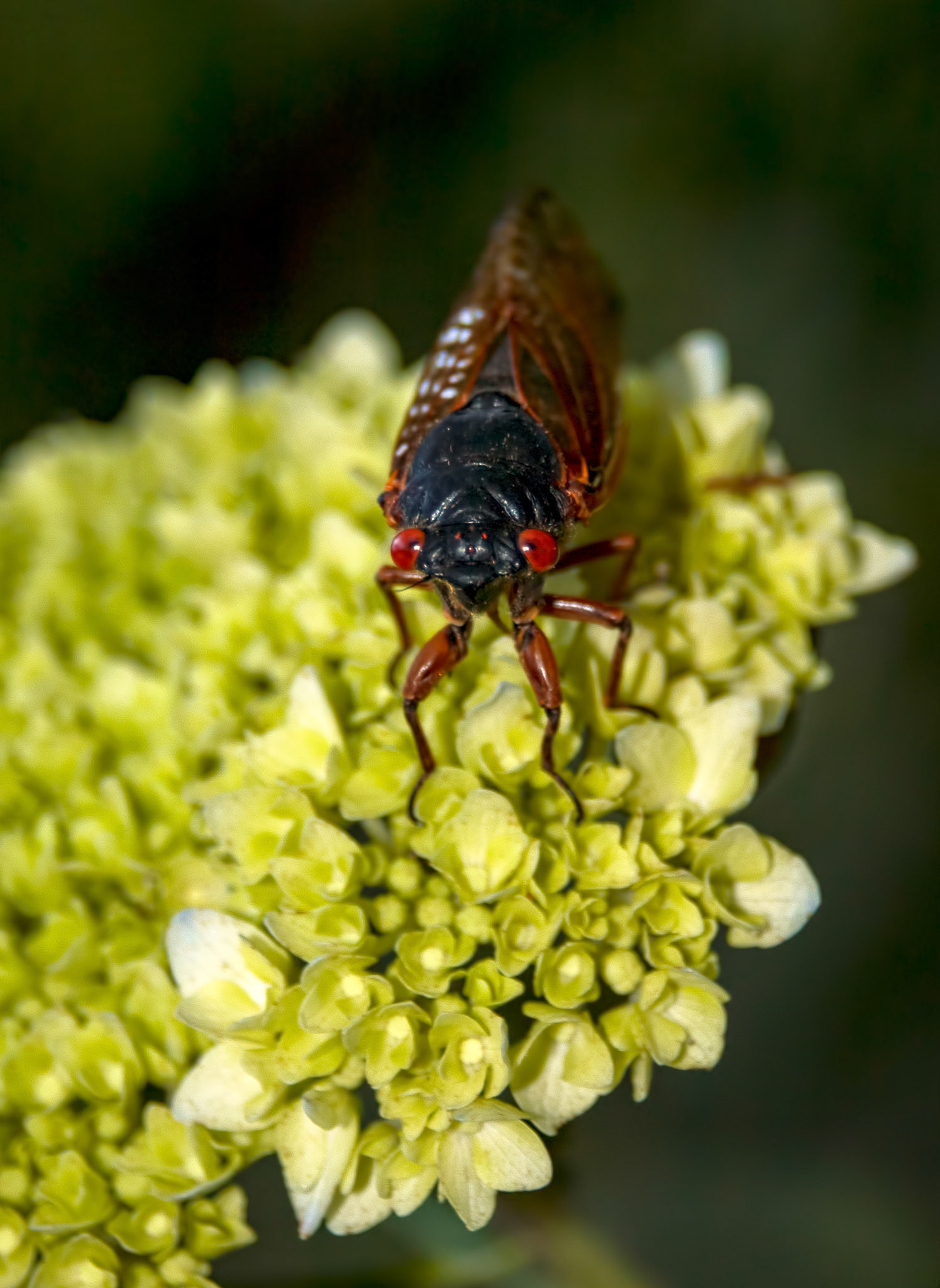 This is one of the mature 17-year cicadas (Brood X, which includes three cicada species: Magicicada septendecim, Magicicada cassini, and Magicicada septendecula) sitting on a hydrangea bloom in the back yard.