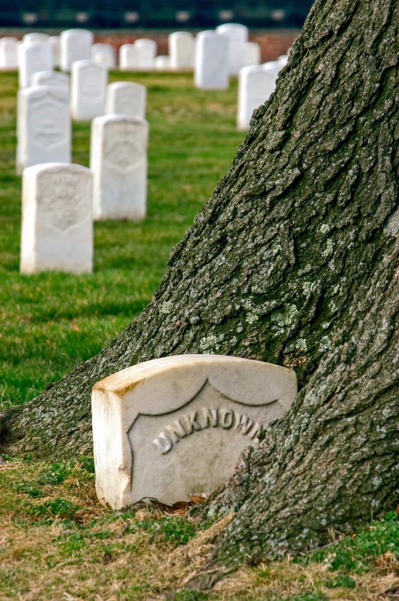 This tree is growing around a very old grave stone marking an unknown soldier at the Arlington National Cemetery in Arlington Virginia.