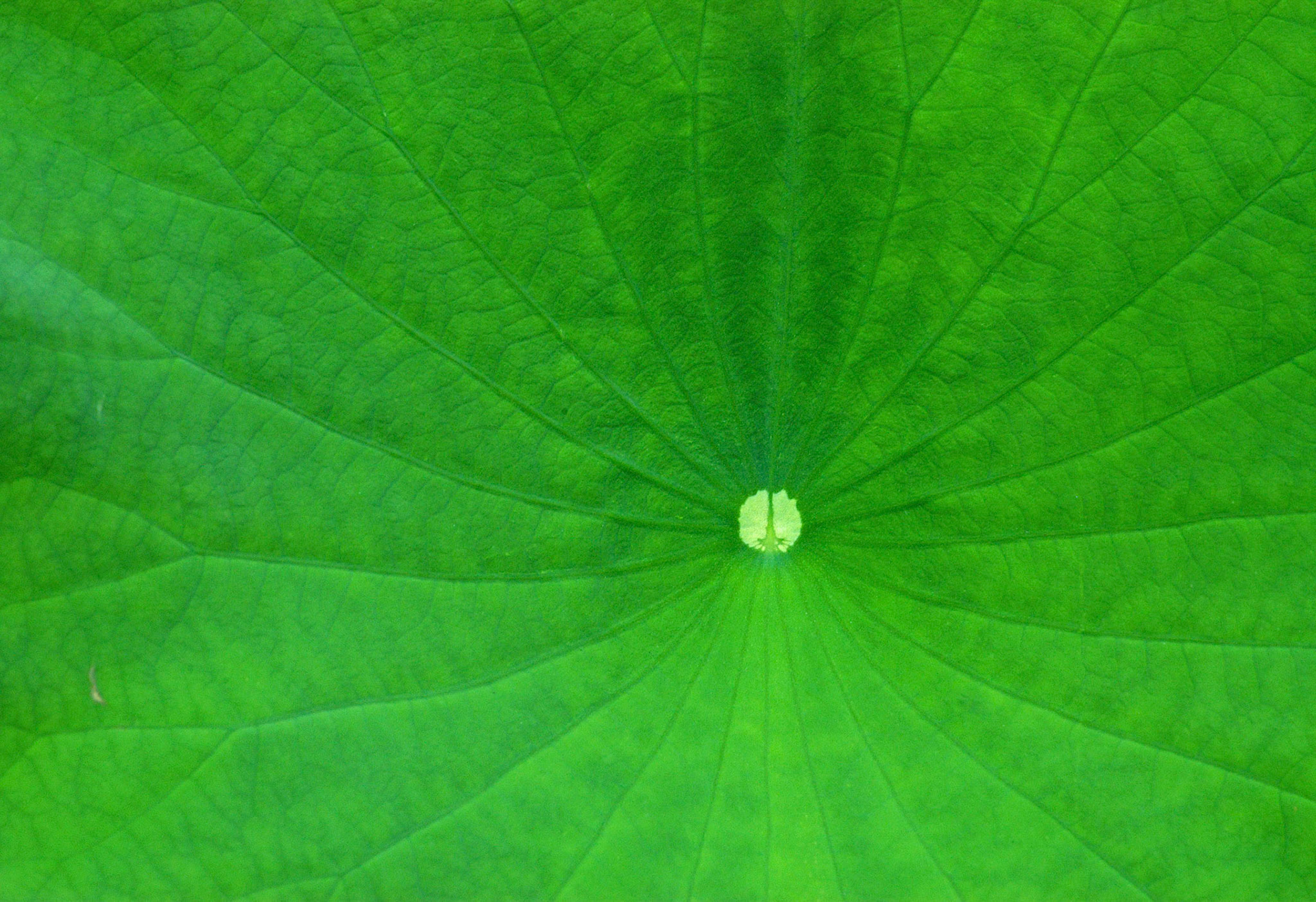 Close-up detail of a big sacred lotus (Nelumbo nucifera) leaf at the Kenilworth Park and Aquatic Gardens in Washington DC.