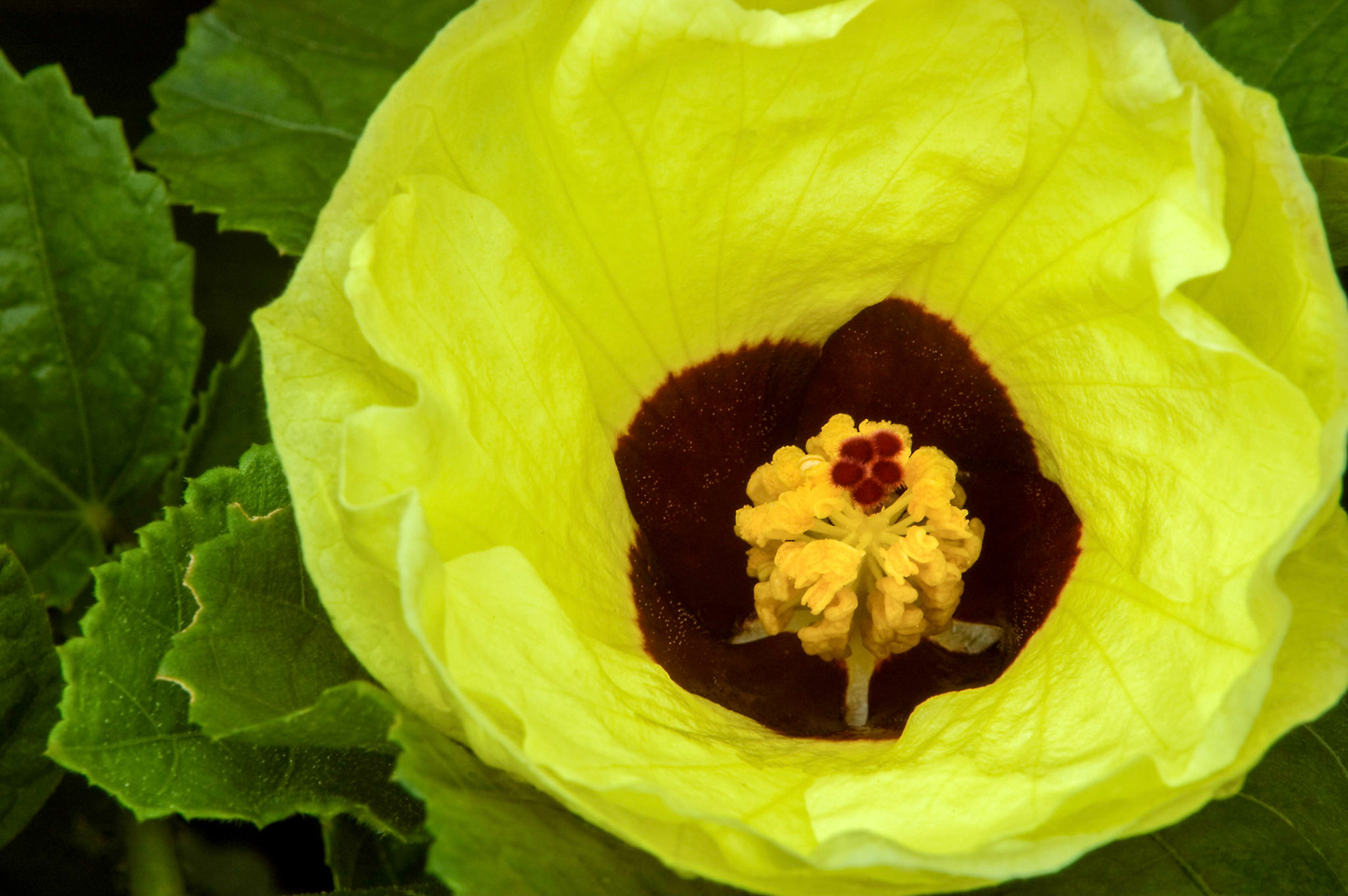 A Lemonyellow Rosemallow (Hibiscus calyphyllus) blooms at the San Antonio Botanical Garden in San Antonio Texas.