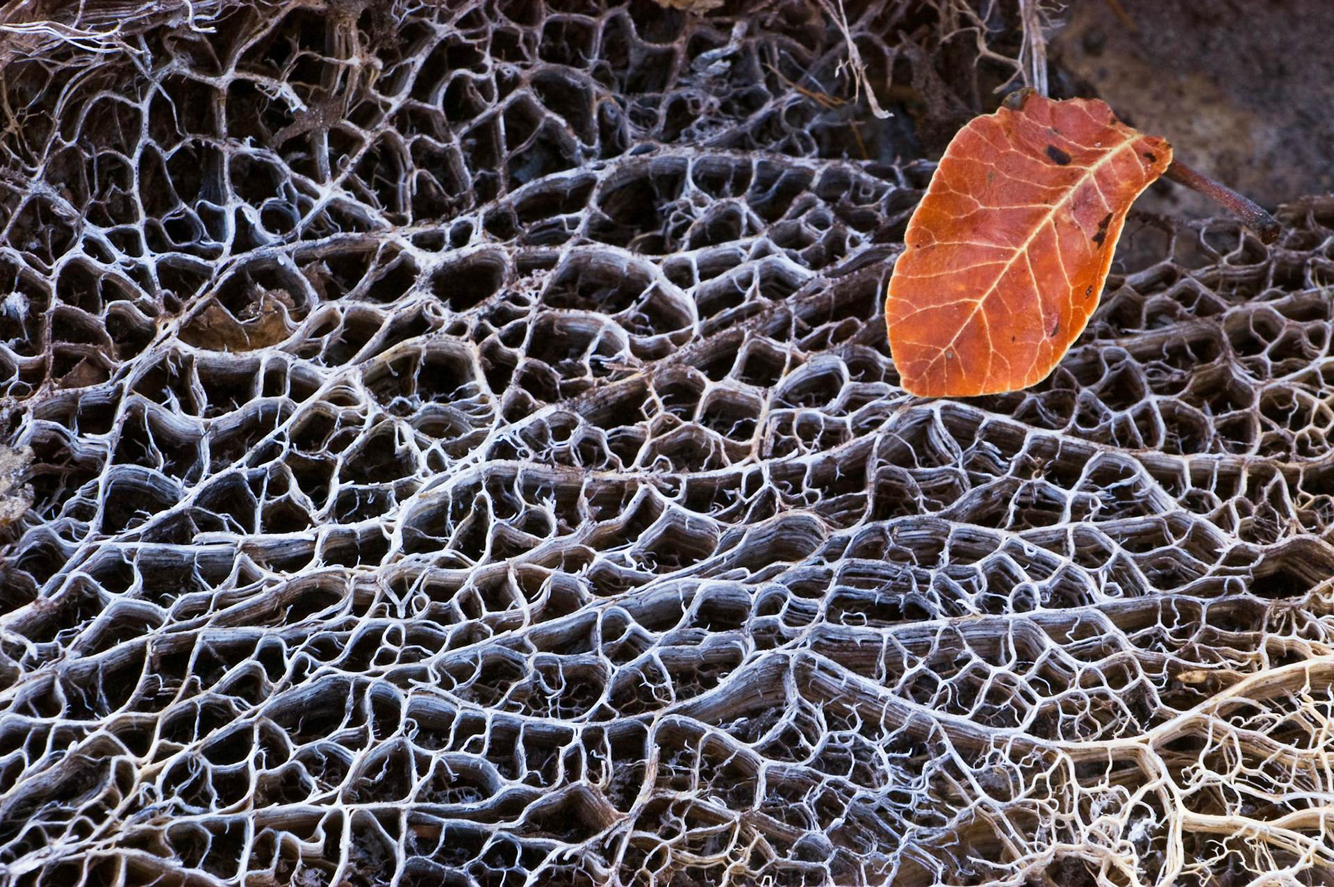 The skeleton of a cactus makes an interesting pattern at Big Bend National Park in Texas.