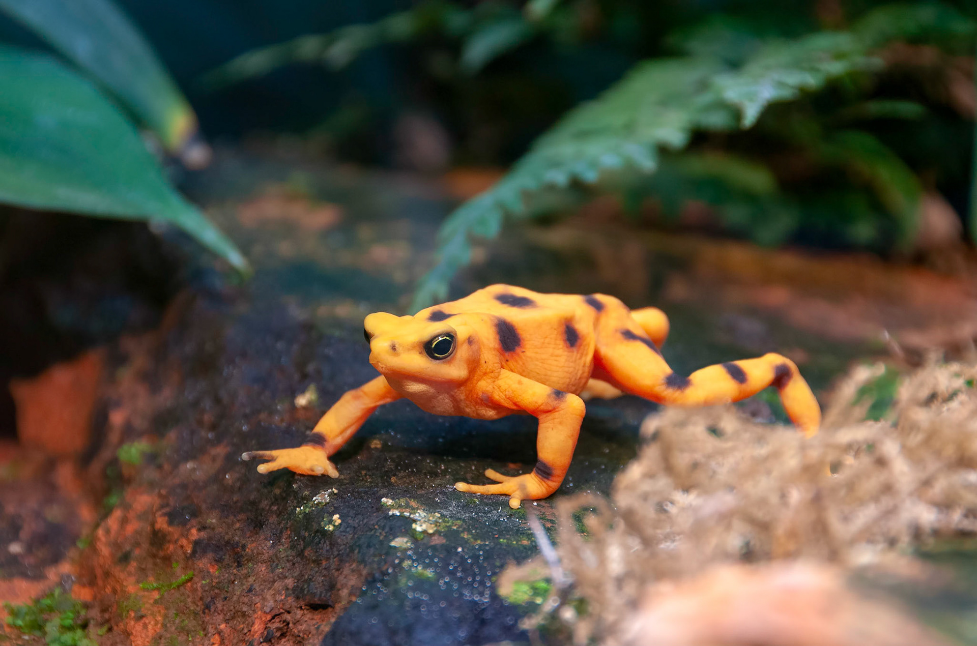 A Panama gold frog (Atelopus zeteki) hunts for crickets at the San Antonio Zoo in San Antonio Texas.
