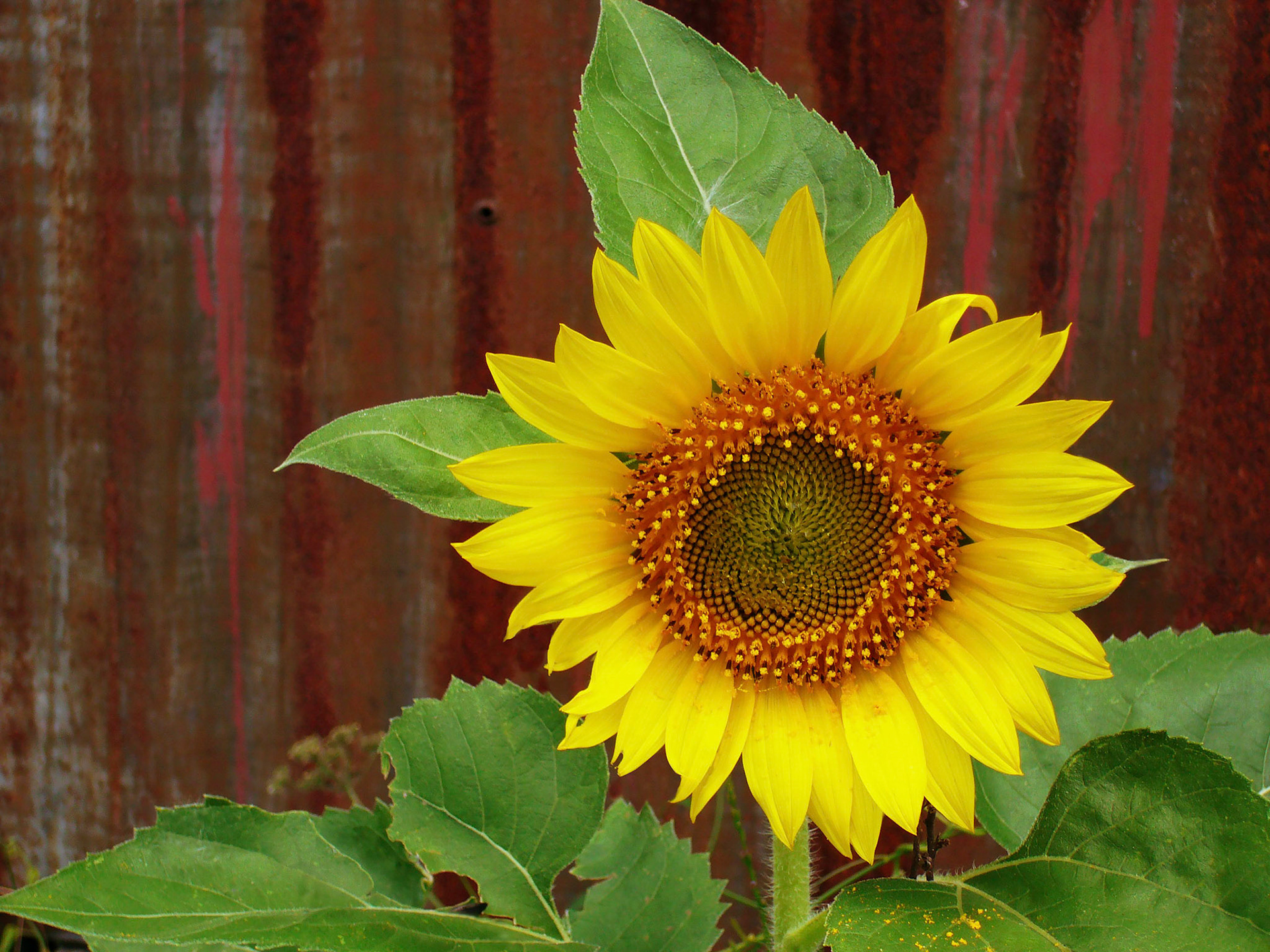 A sunflower (Helianthus annuus) growing in Bastrop Texas.
