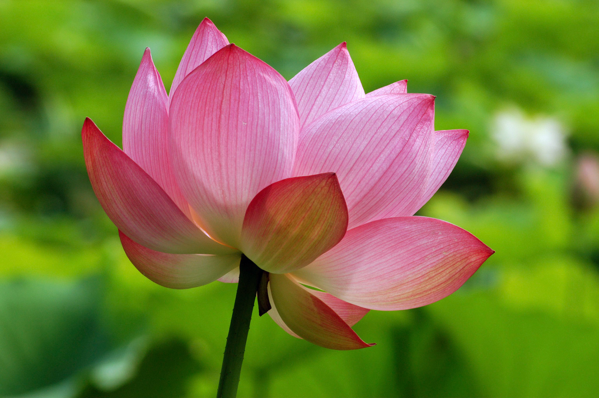 A lotus flower (nelumbo nucifera, aka Sacred Lotus) from behind at the Kenilworth Aquatic Gardens in Washington DC.