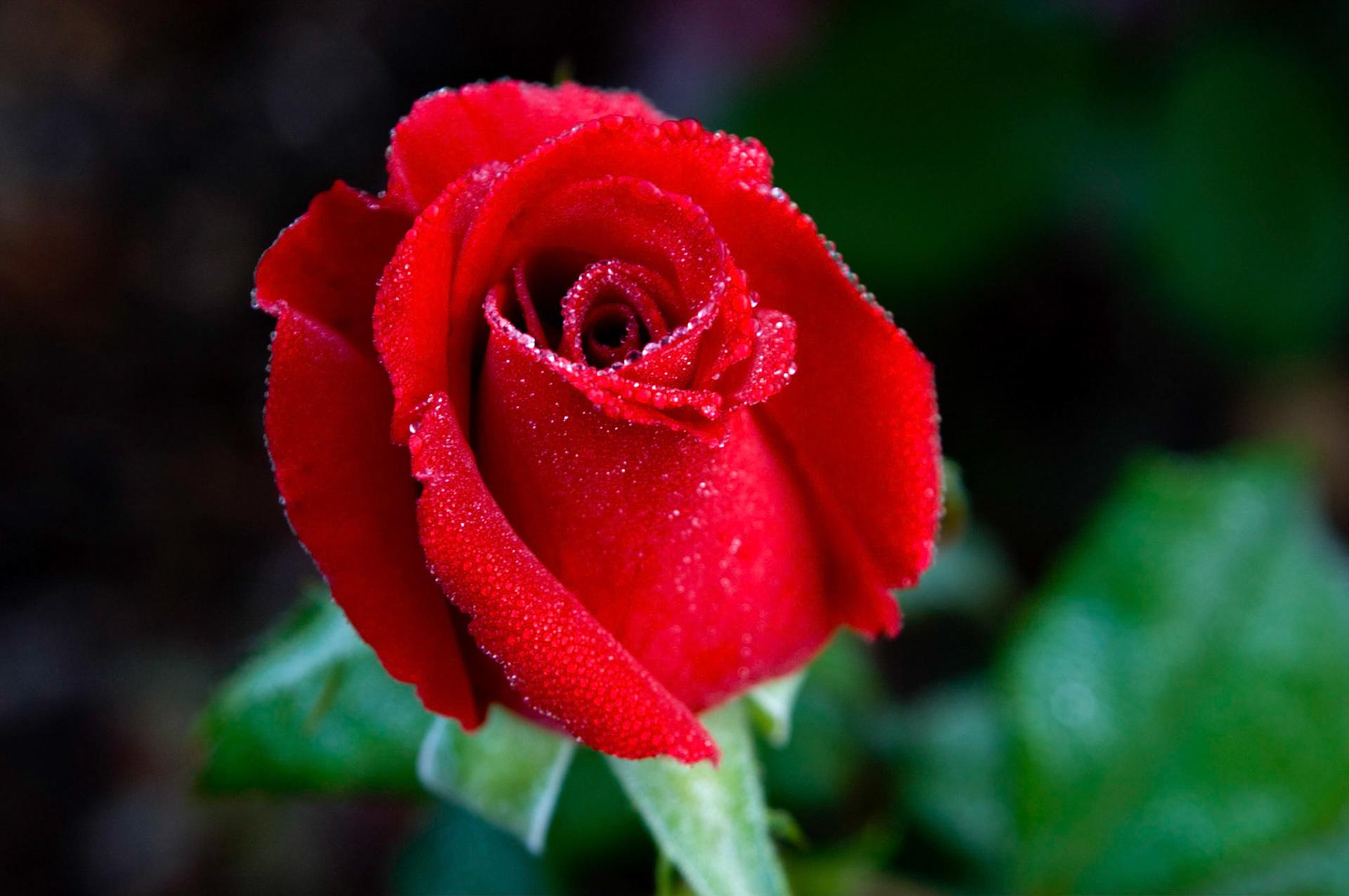A dewey rose blossom at the Bon Air Park and Memorial Rose Gardens in Arlington Virgina.
